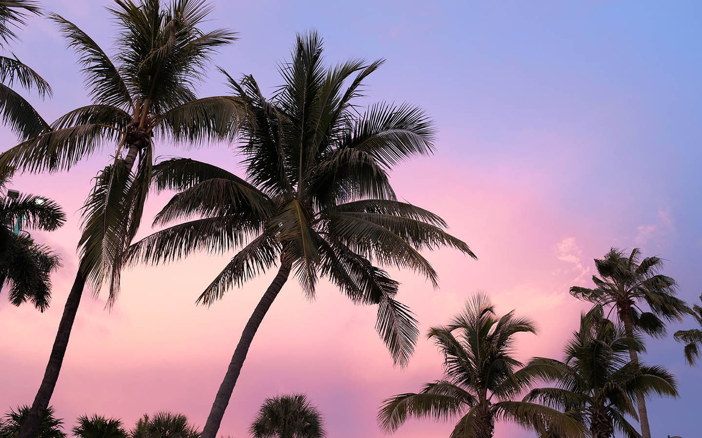 Pink Palm Tree Wallpapers