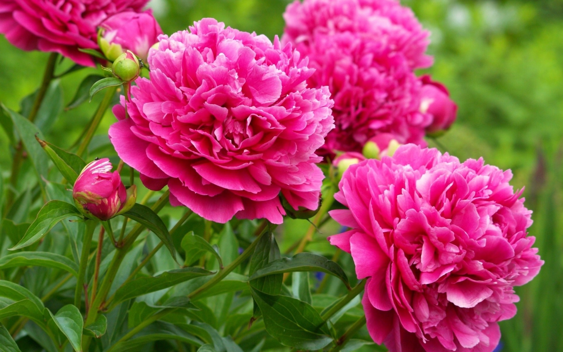 Pink Peonies Flower Wallpapers