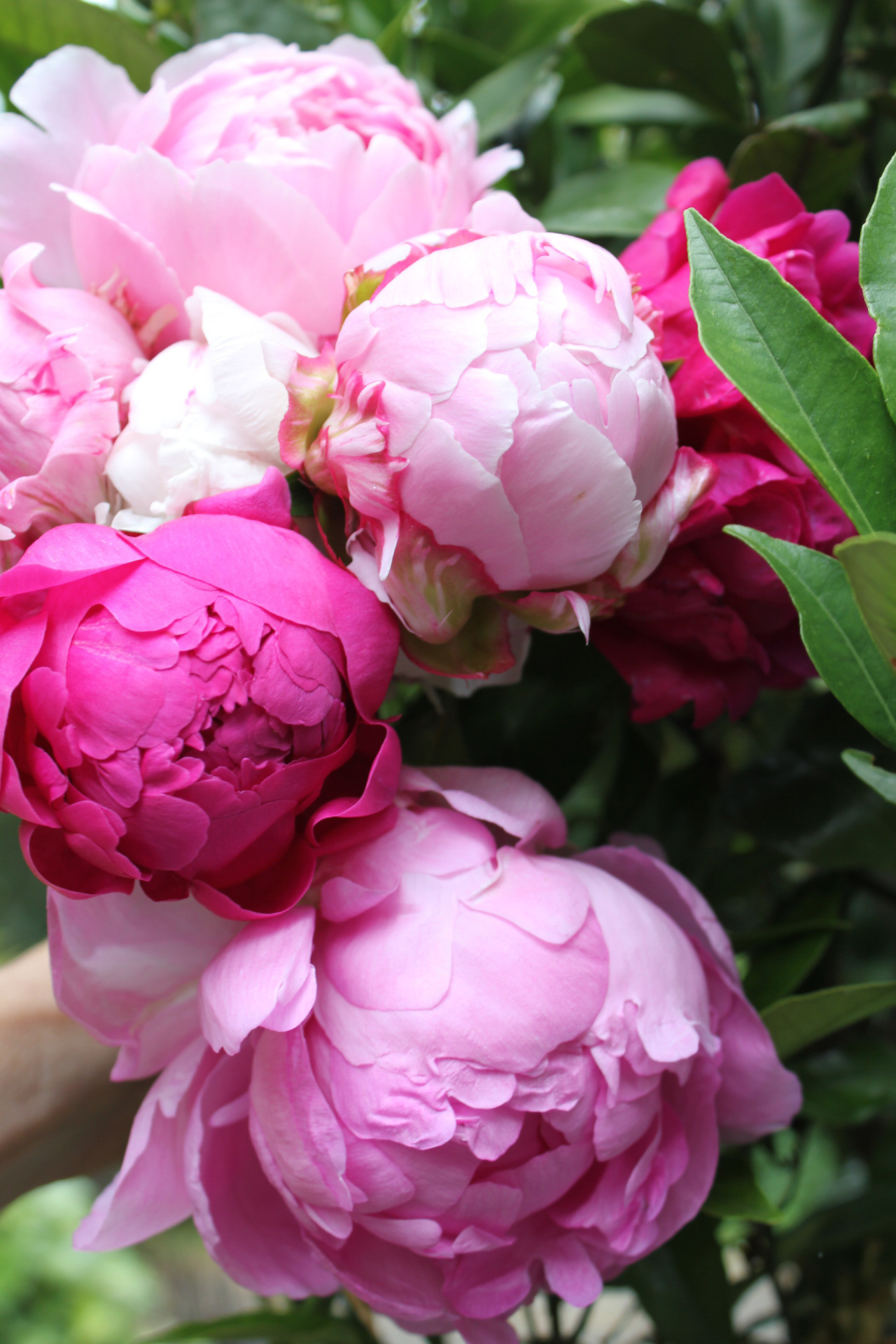 Pink Peonies Flower Wallpapers