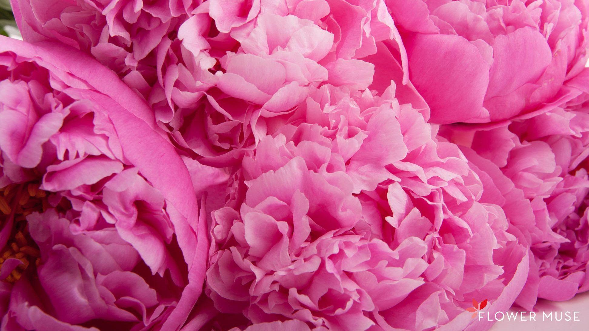 Pink Peonies Flower Wallpapers