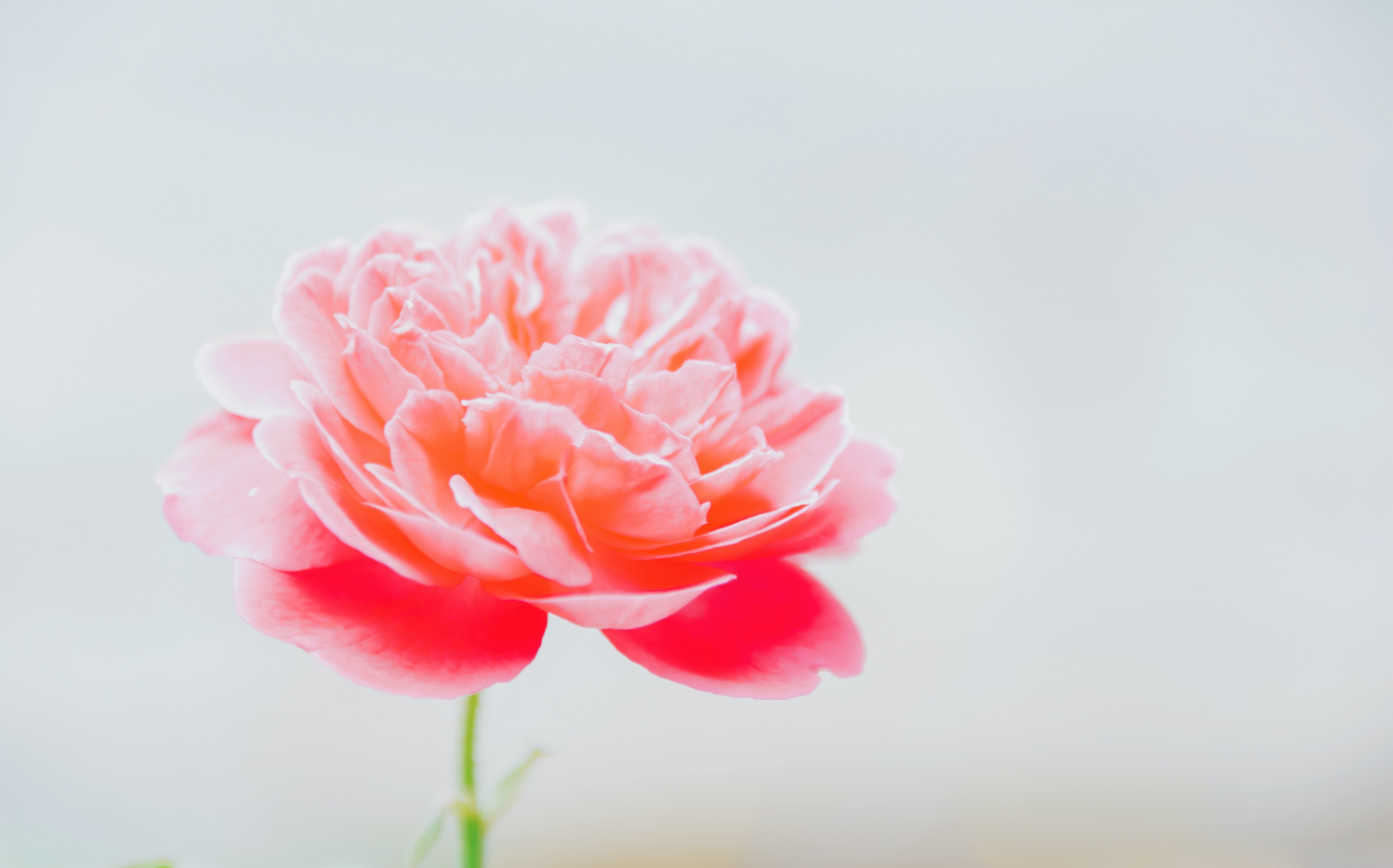 Pink Peonies Flower Wallpapers