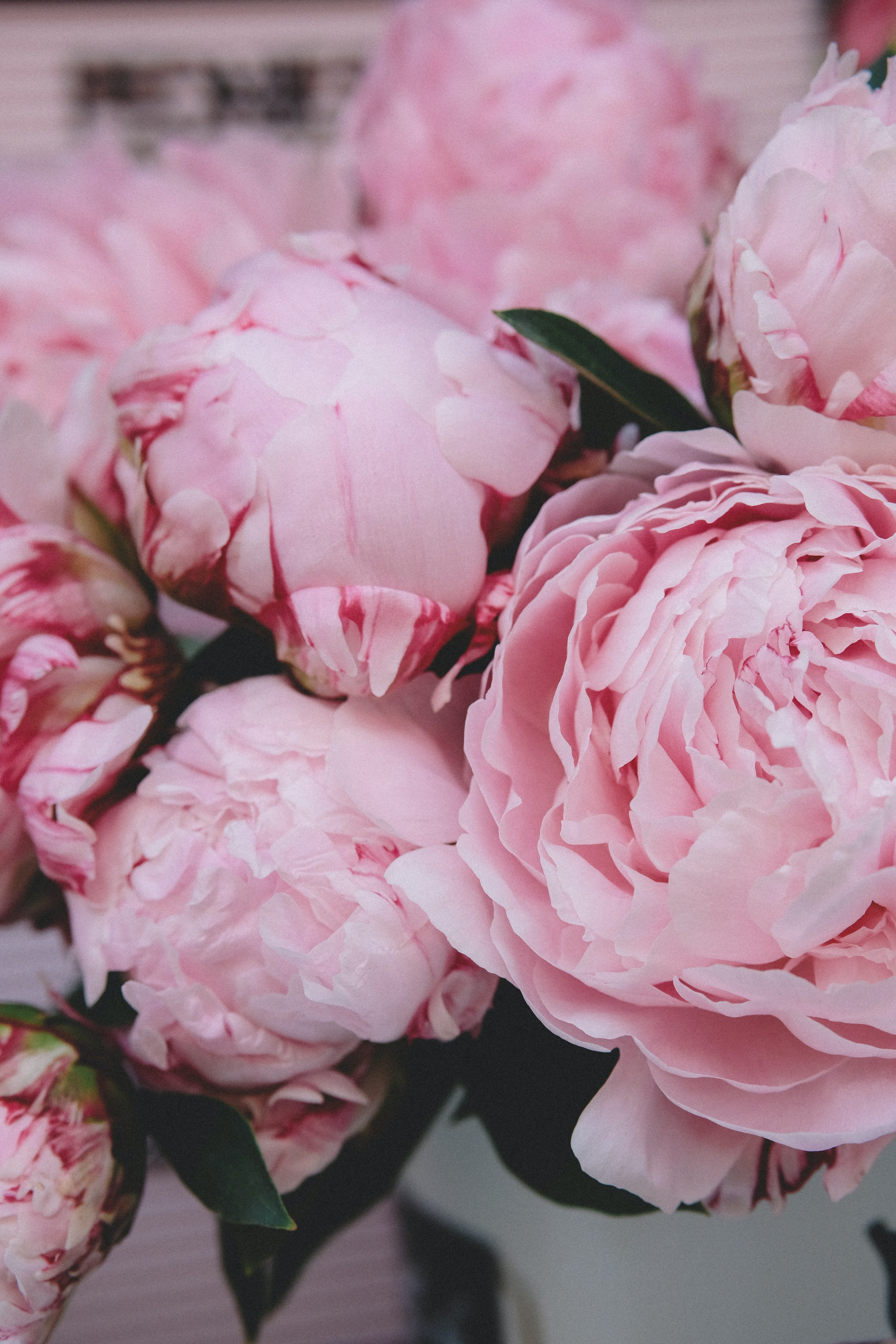 Pink Peonies Flower Wallpapers