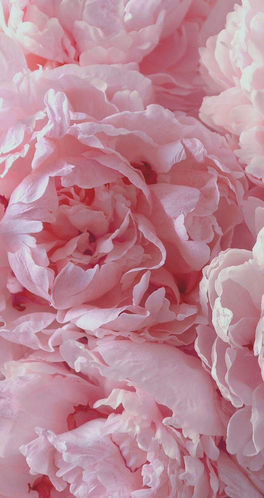 Pink Peony Wallpapers