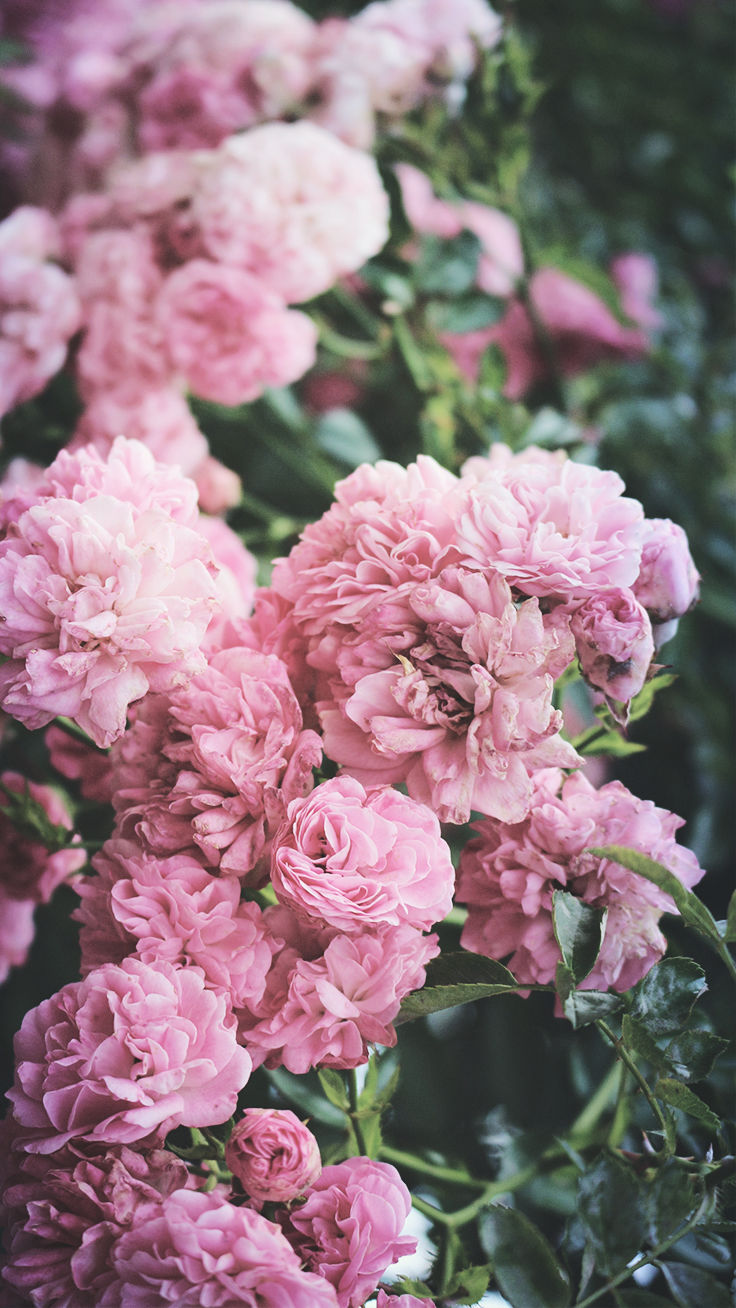 Pink Peony Wallpapers