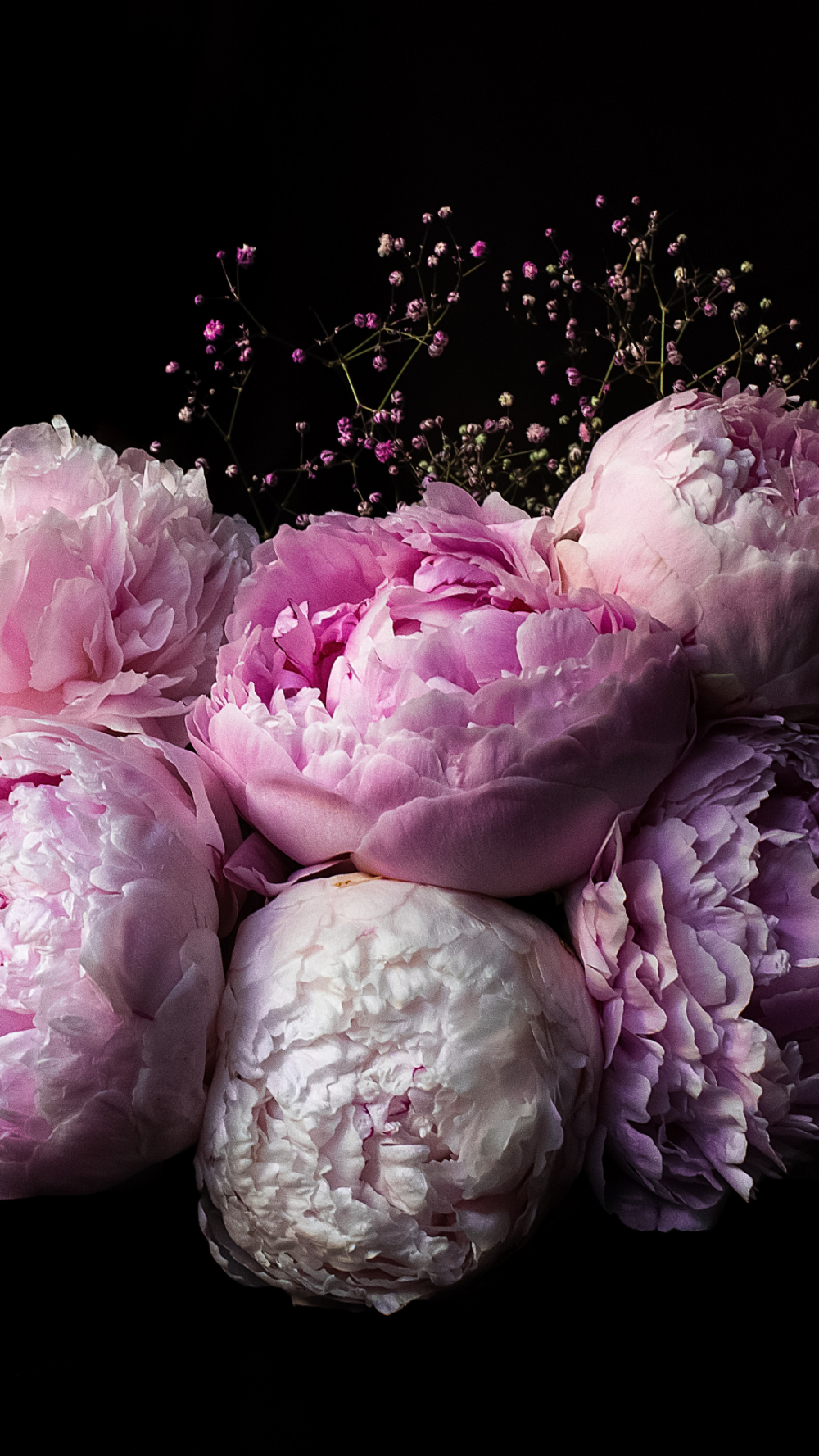 Pink Peony Wallpapers
