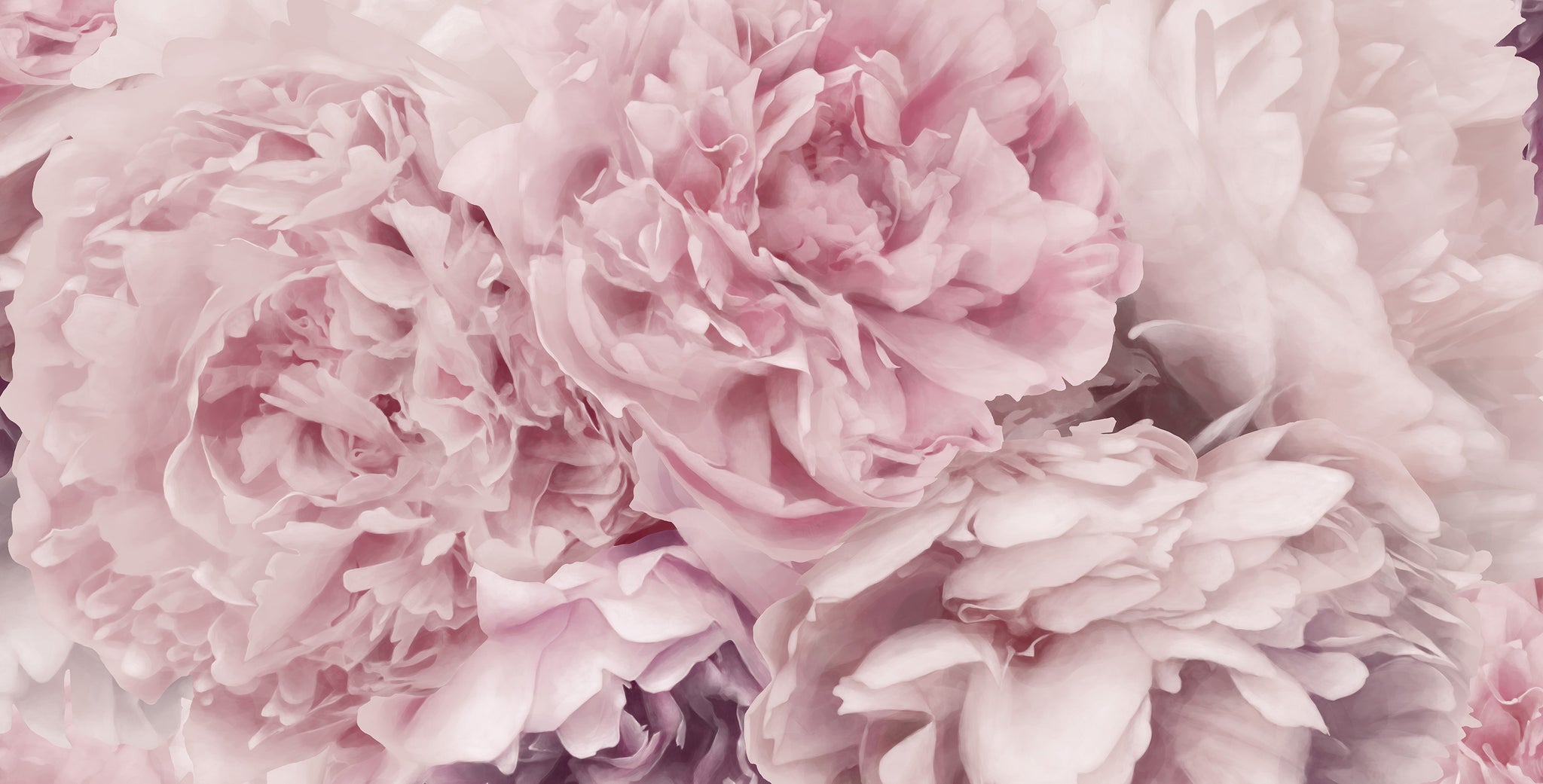 Pink Peony Wallpapers