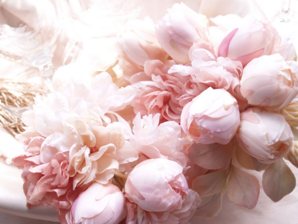 Pink Peony Wallpapers