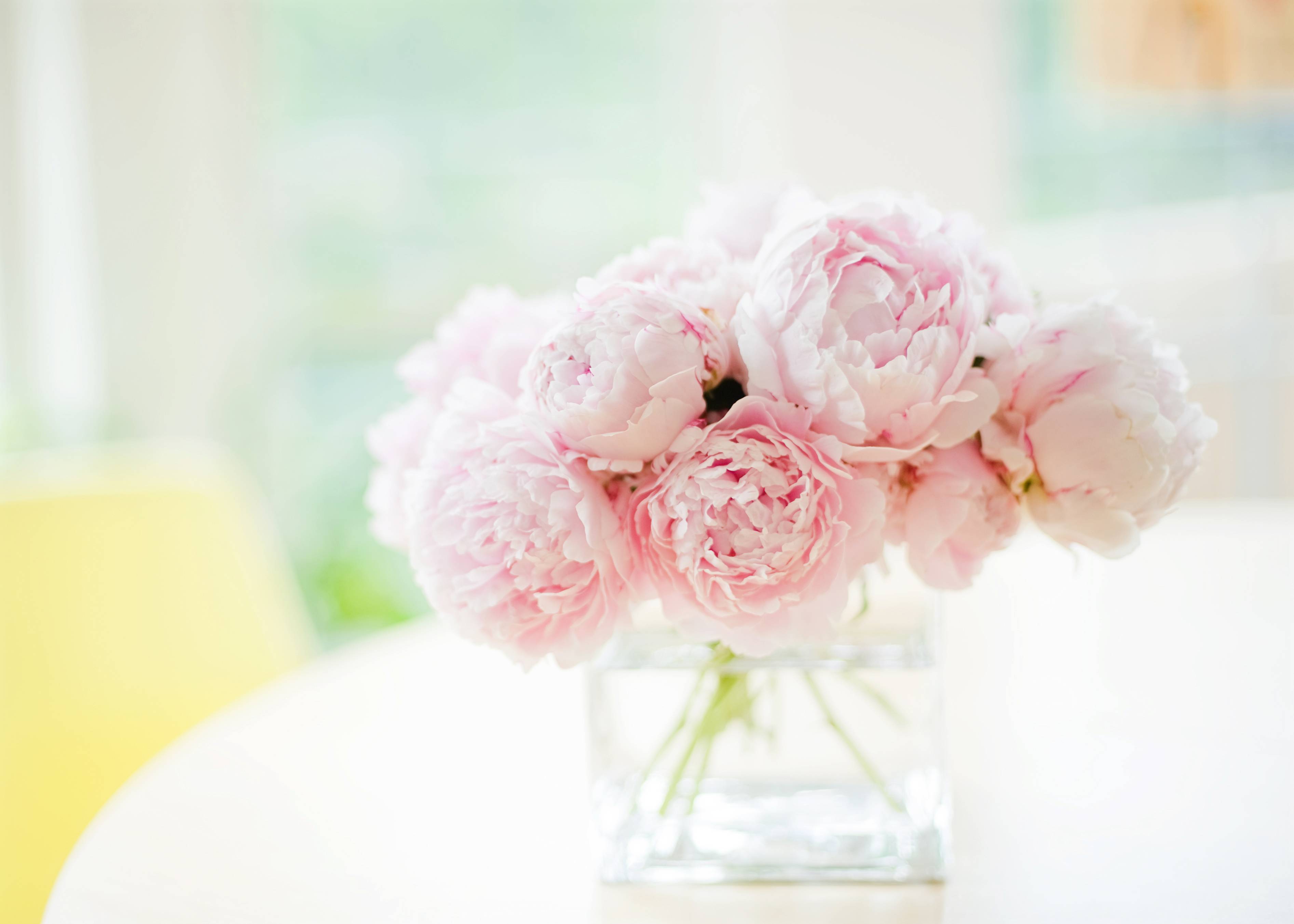 Pink Peony Wallpapers