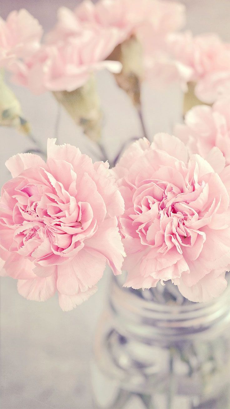 Pink Peony Wallpapers