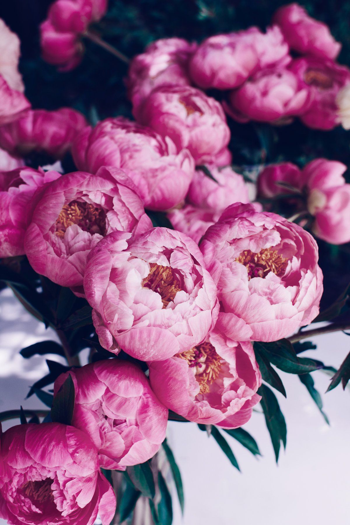 Pink Peony Wallpapers