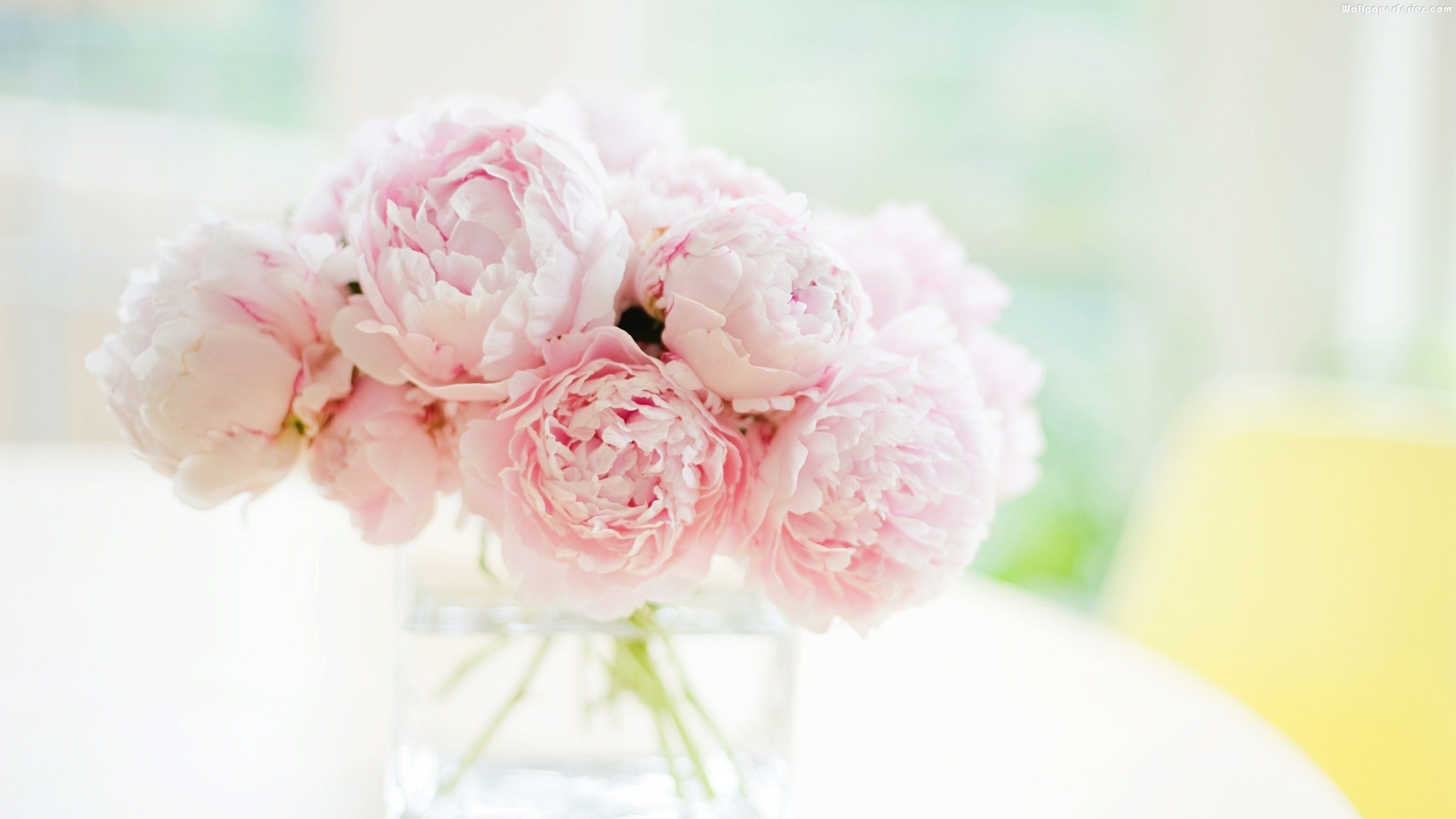 Pink Peony Wallpapers