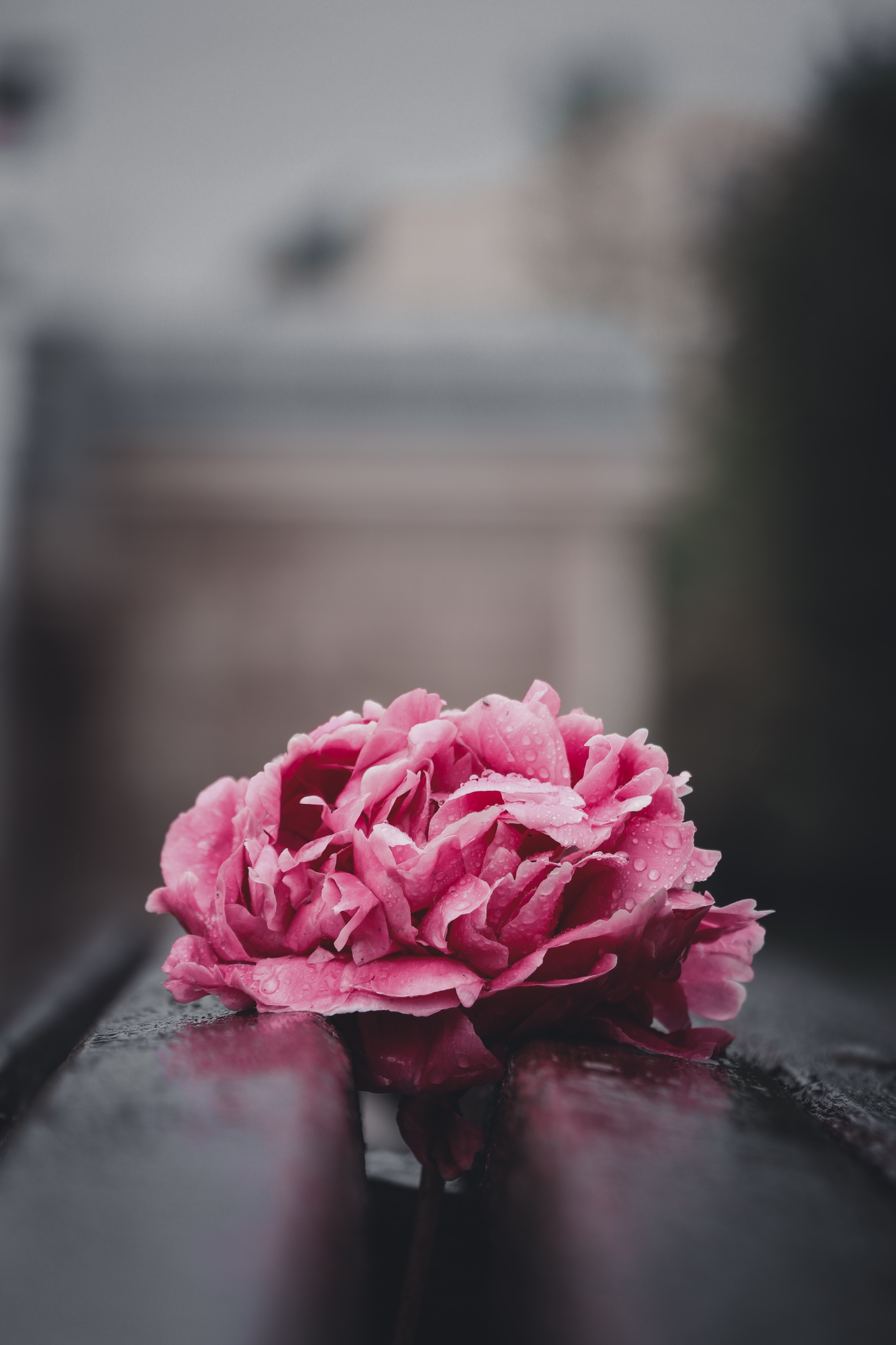 Pink Peony Wallpapers