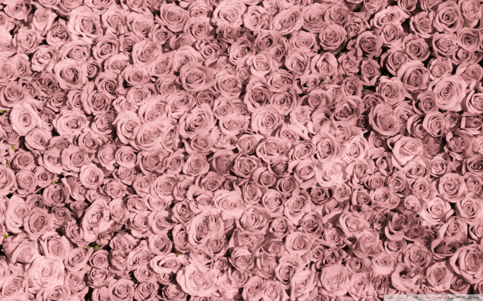 Pink Punk Tumblr Wallpapers