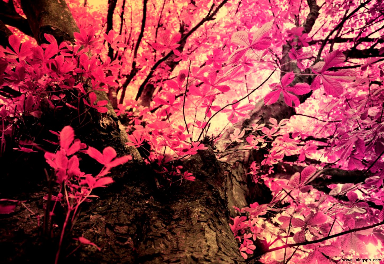 Pink Realtree Camo Wallpapers