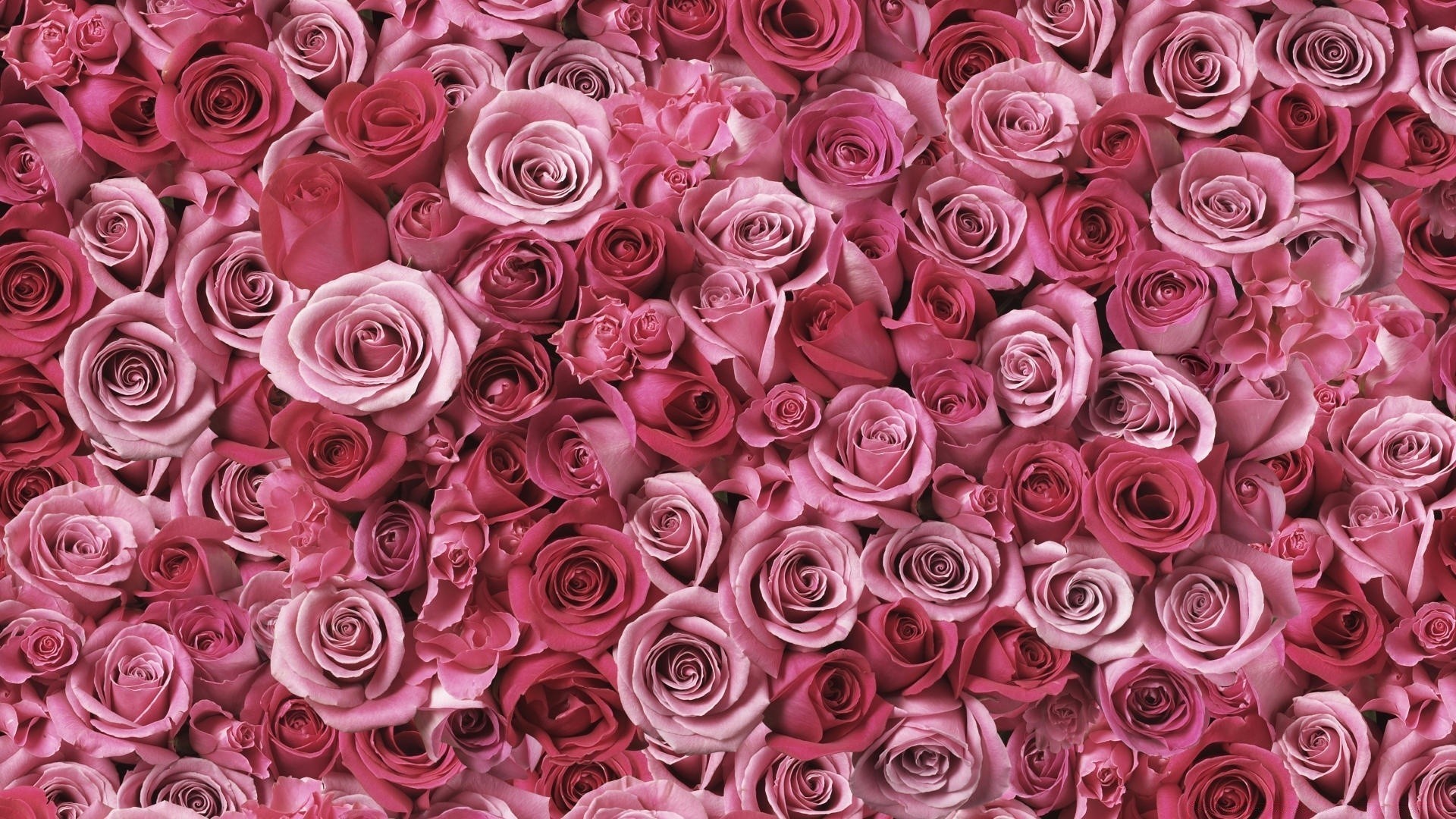 Pink Rose Wallpapers