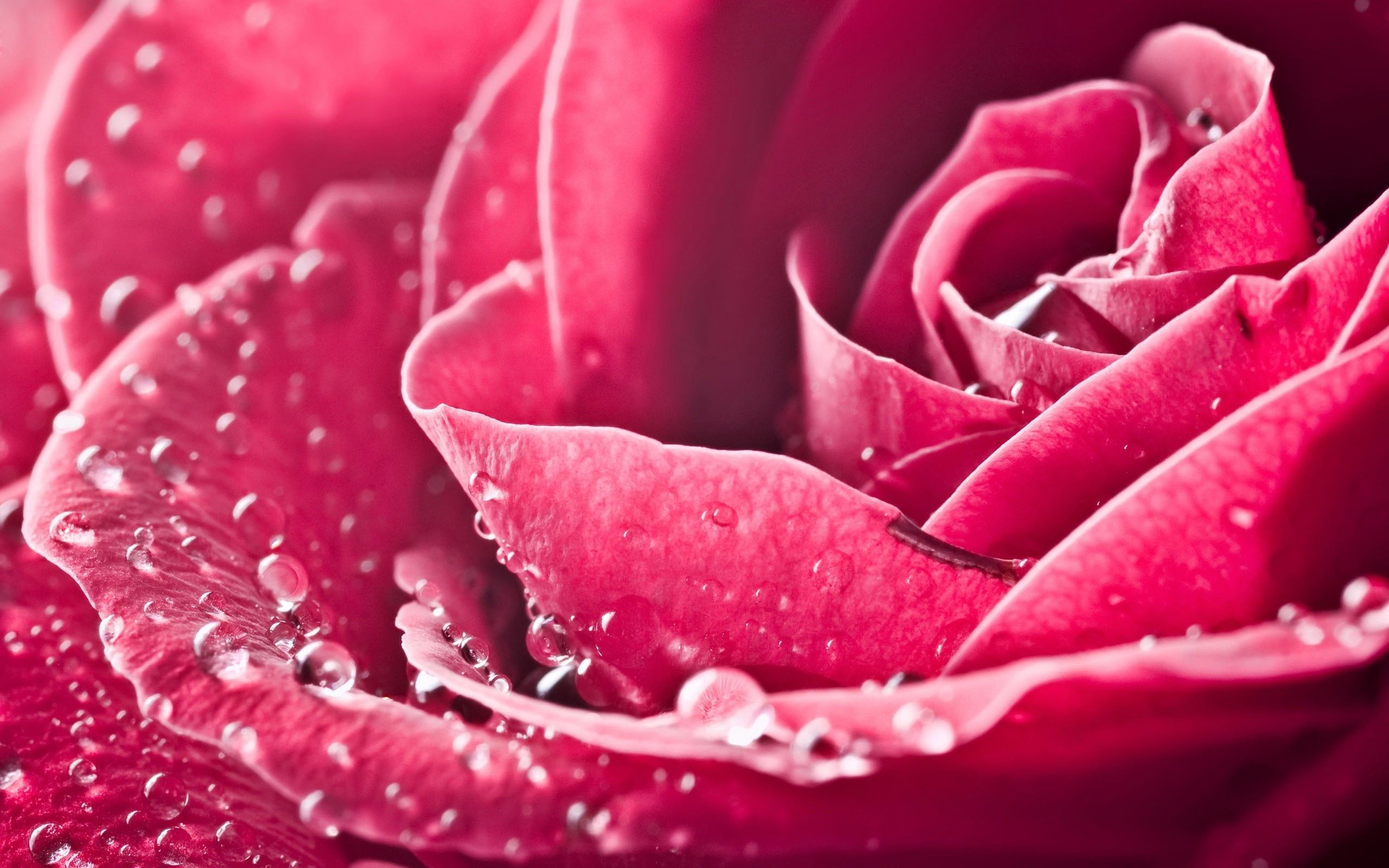 Pink Rose Wallpapers