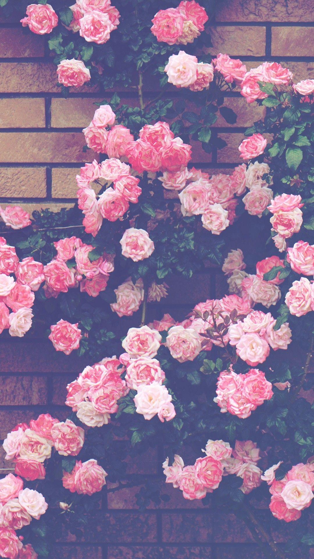 Pink Rose Aesthetic Wallpapers