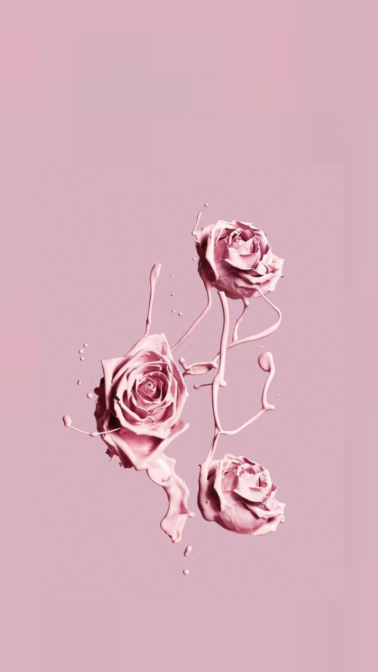 Pink Rose Aesthetic Wallpapers