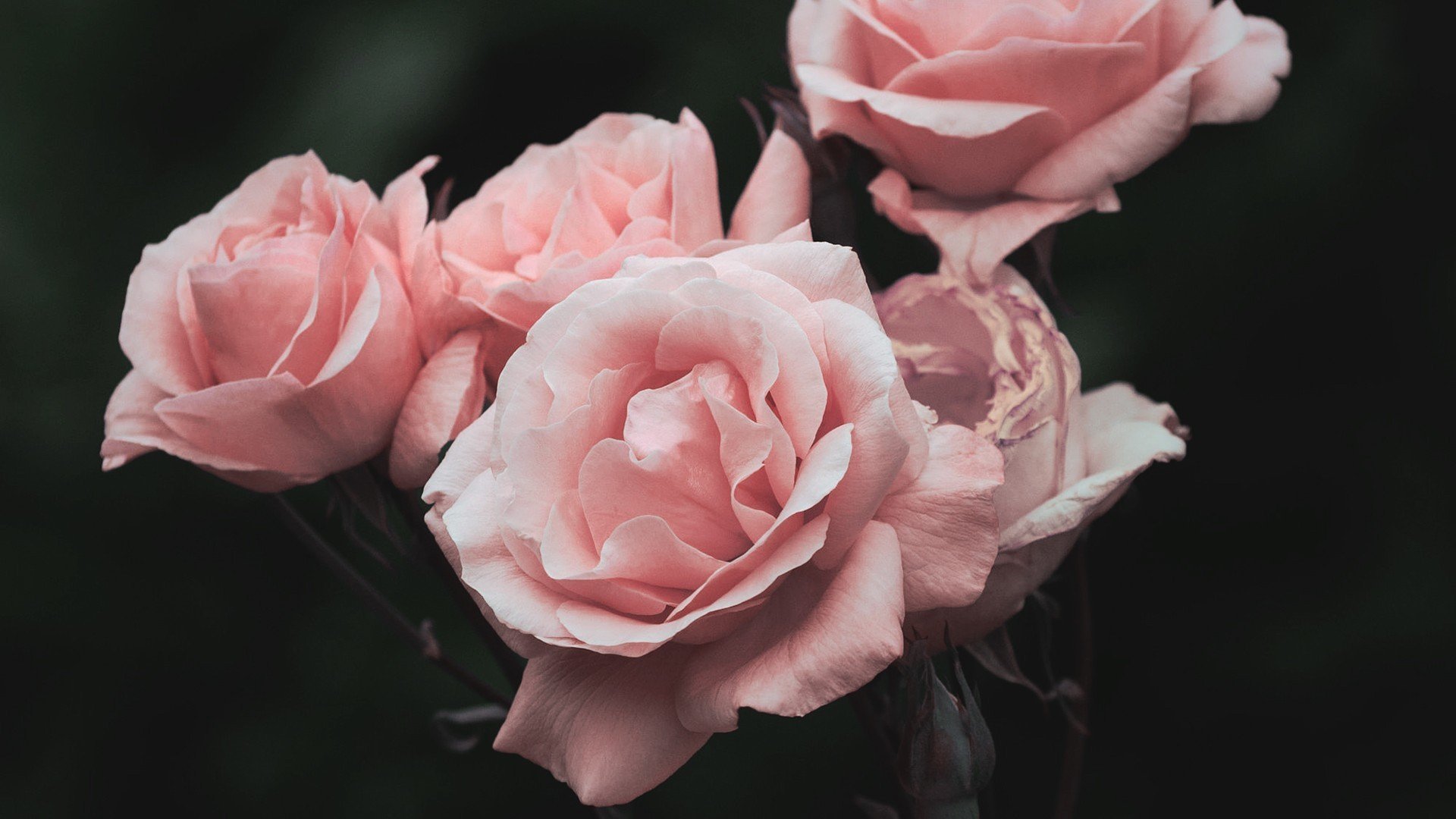 Pink Rose Aesthetic Wallpapers