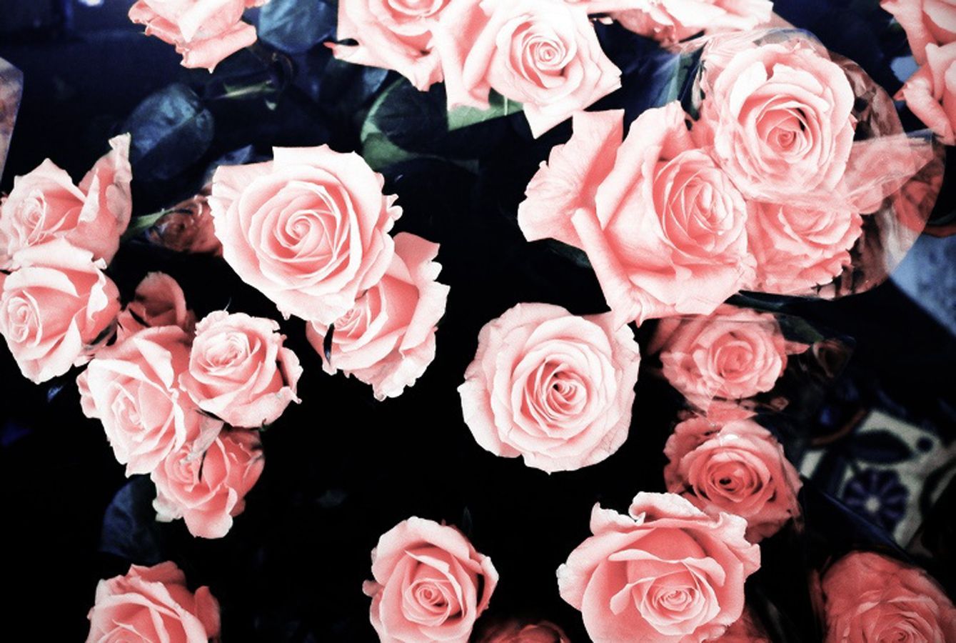 Pink Rose Aesthetic Wallpapers