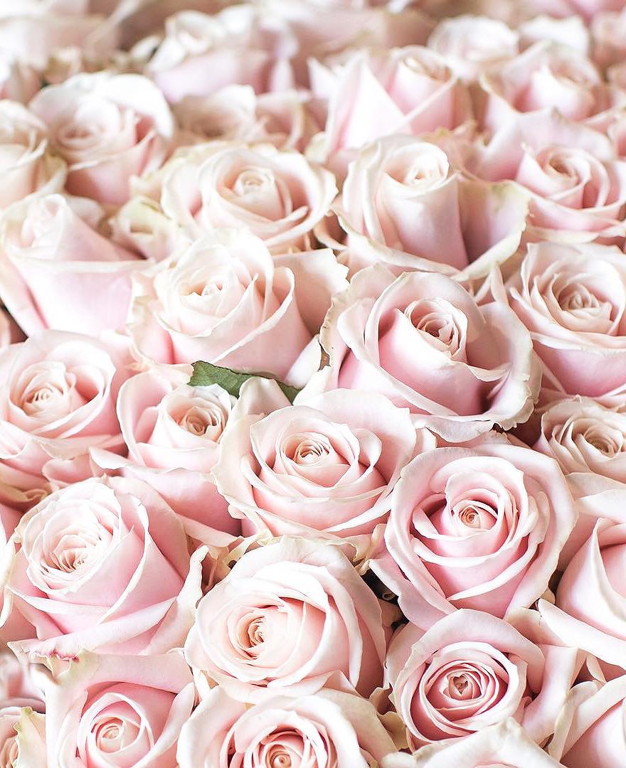 Pink Rose Aesthetic Wallpapers