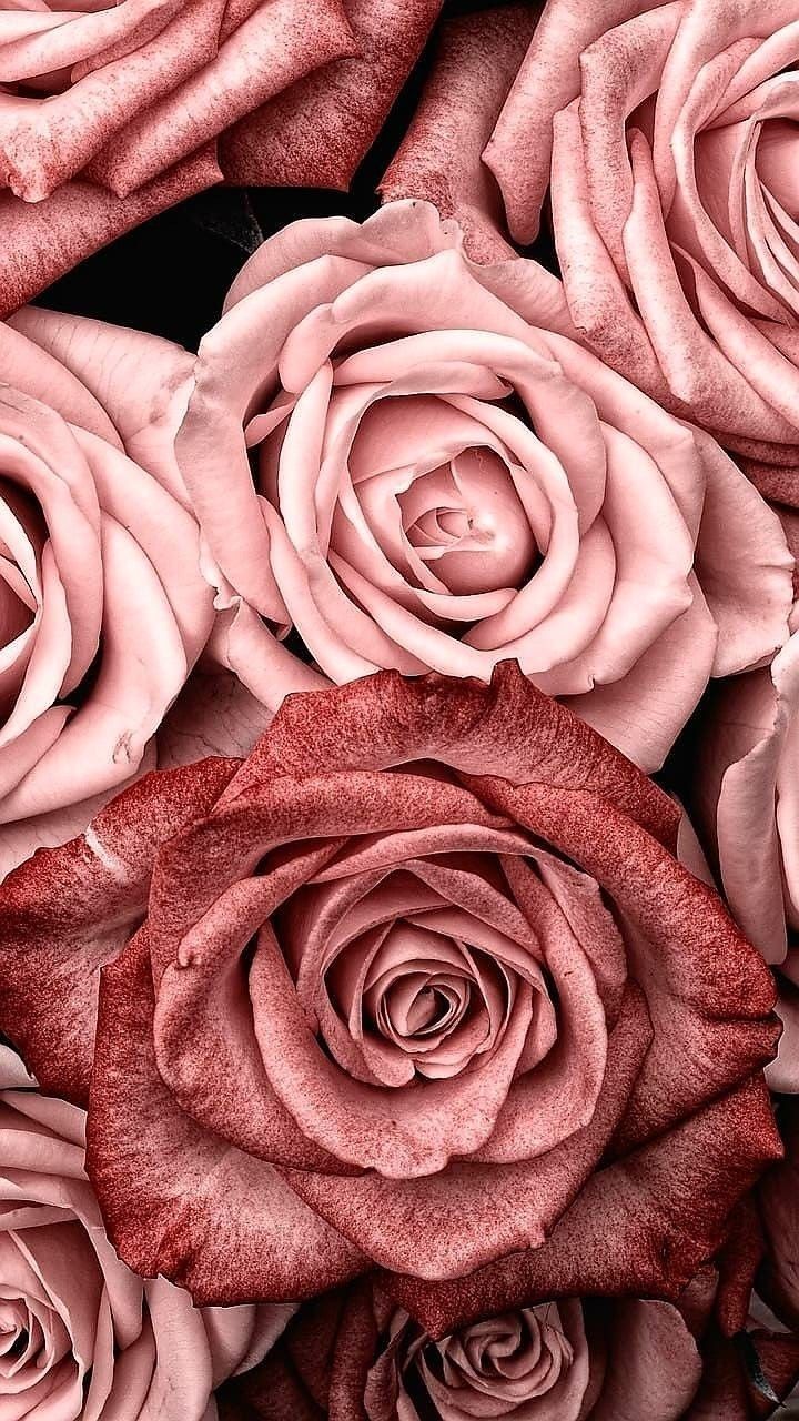 Pink Rose Gold Wallpapers