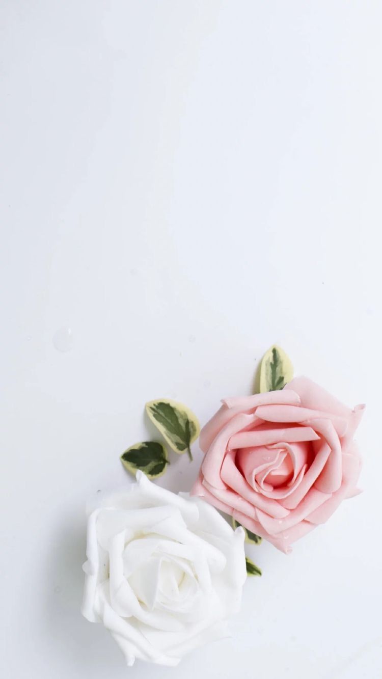 Pink Rose Iphone Wallpapers