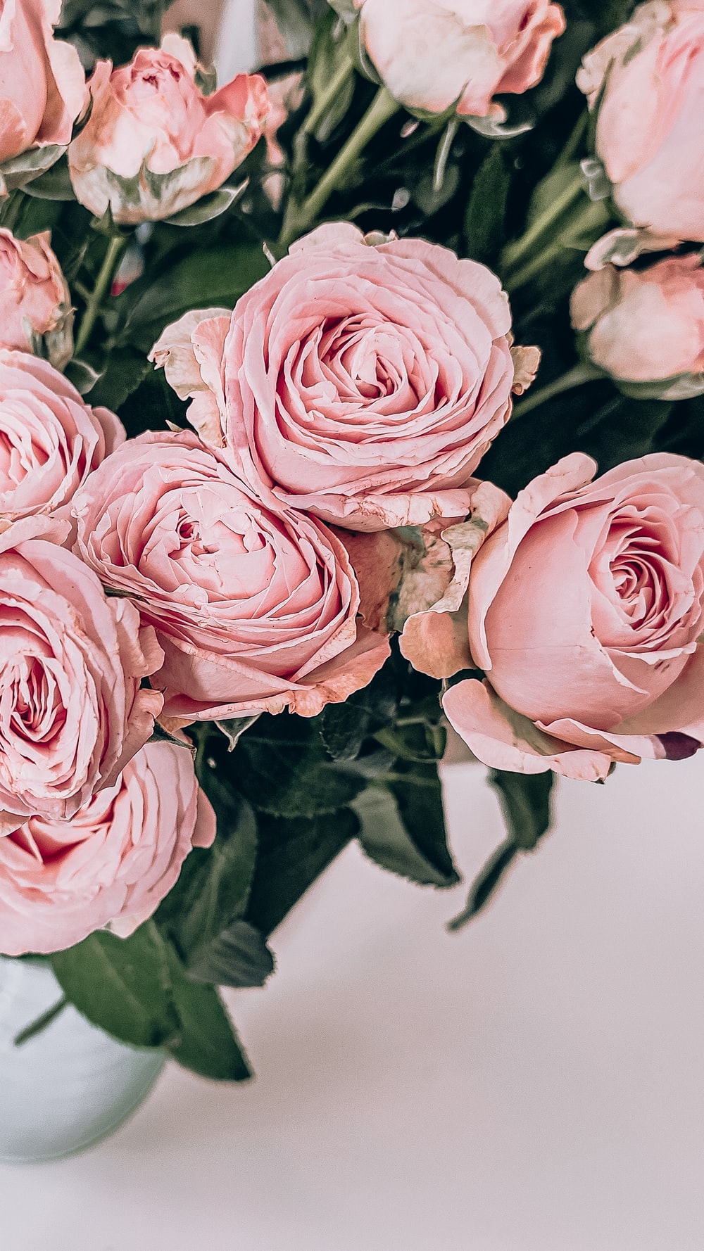 Pink Roses Wallpapers