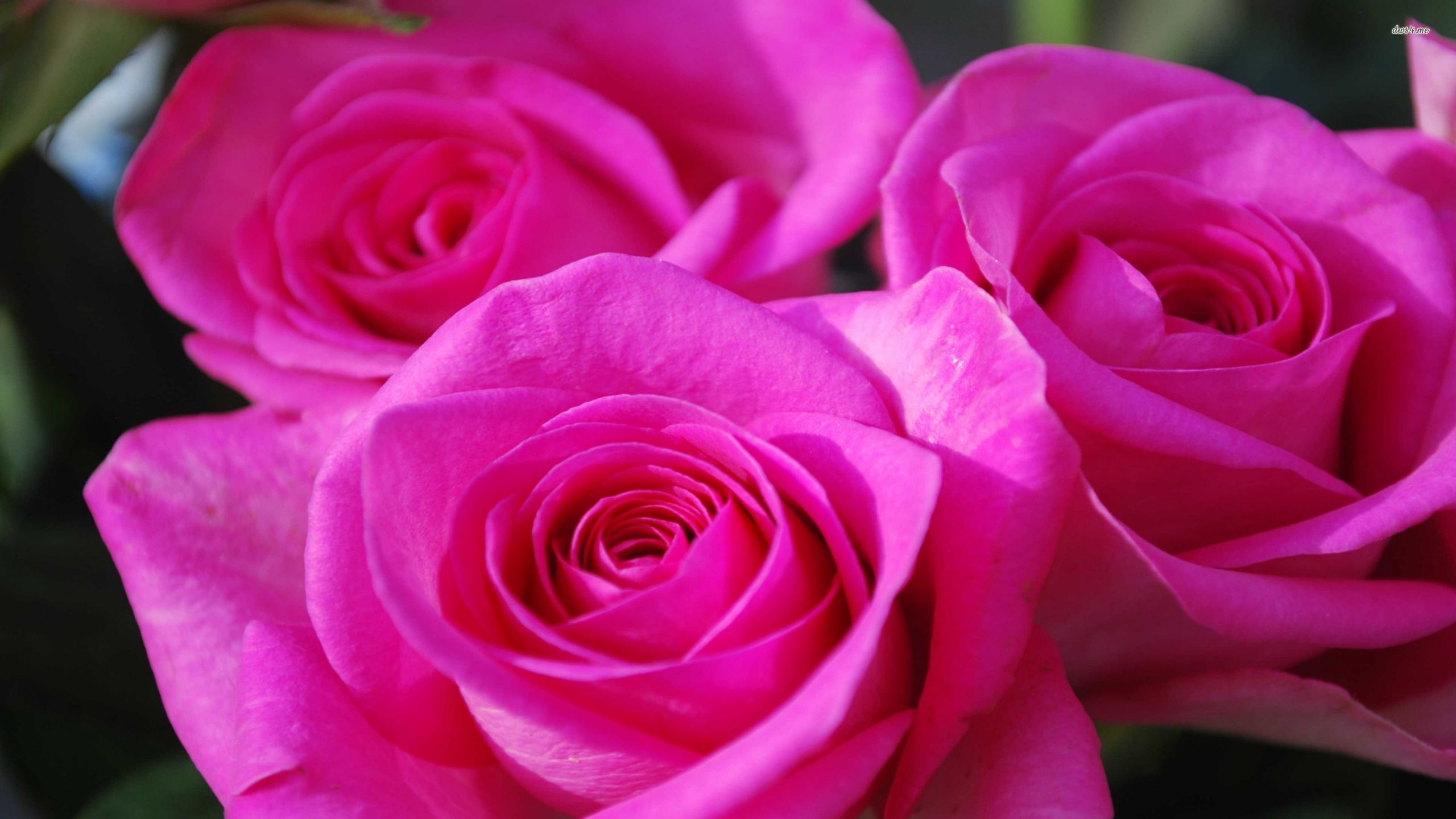 Pink Roses Wallpapers