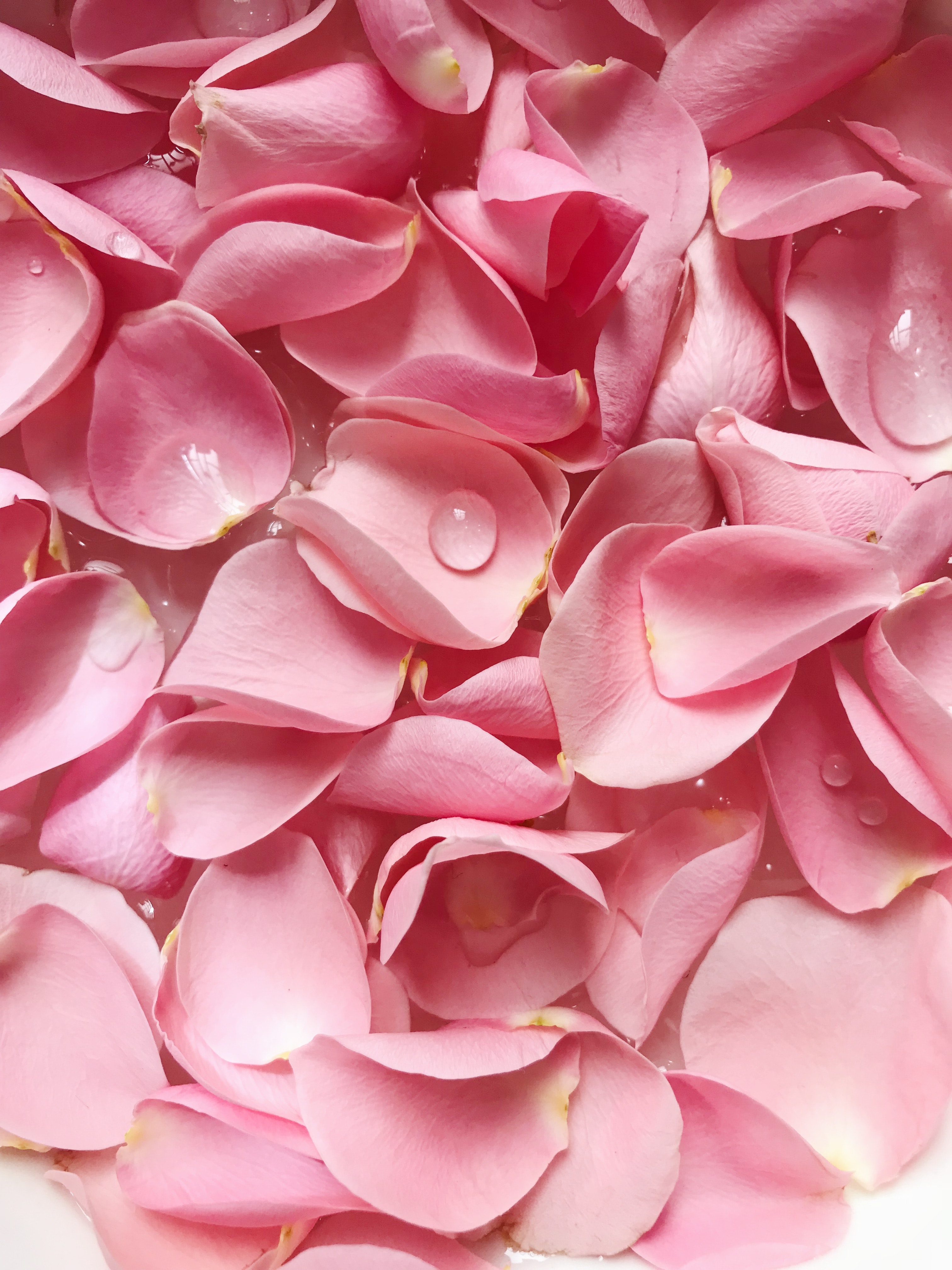 Pink Roses Wallpapers