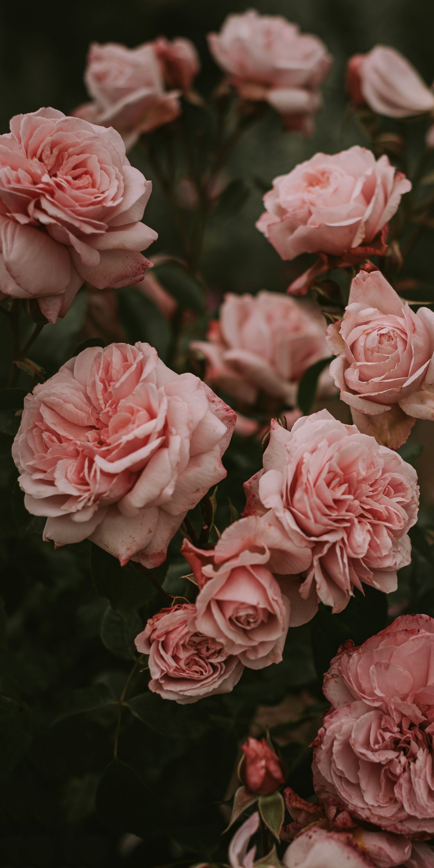 Pink Roses Aesthetic Wallpapers