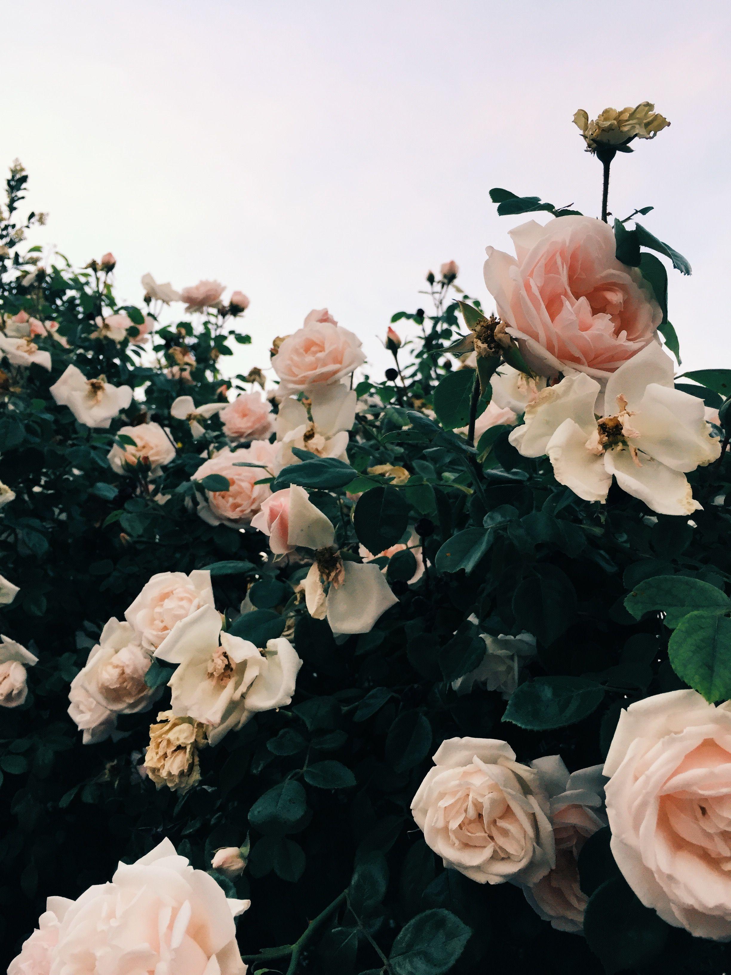 Pink Roses Aesthetic Wallpapers