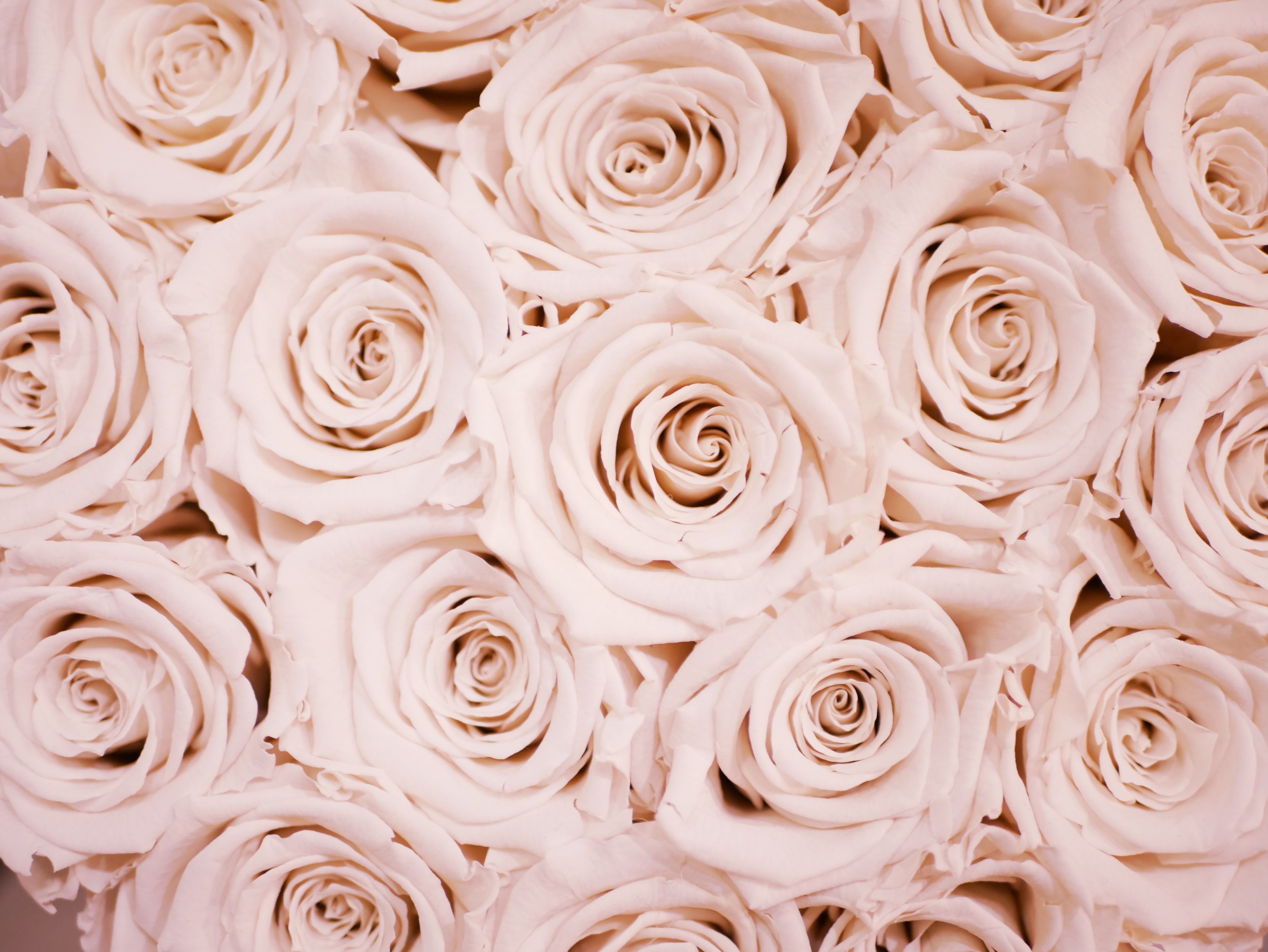 Pink Roses Aesthetic Wallpapers