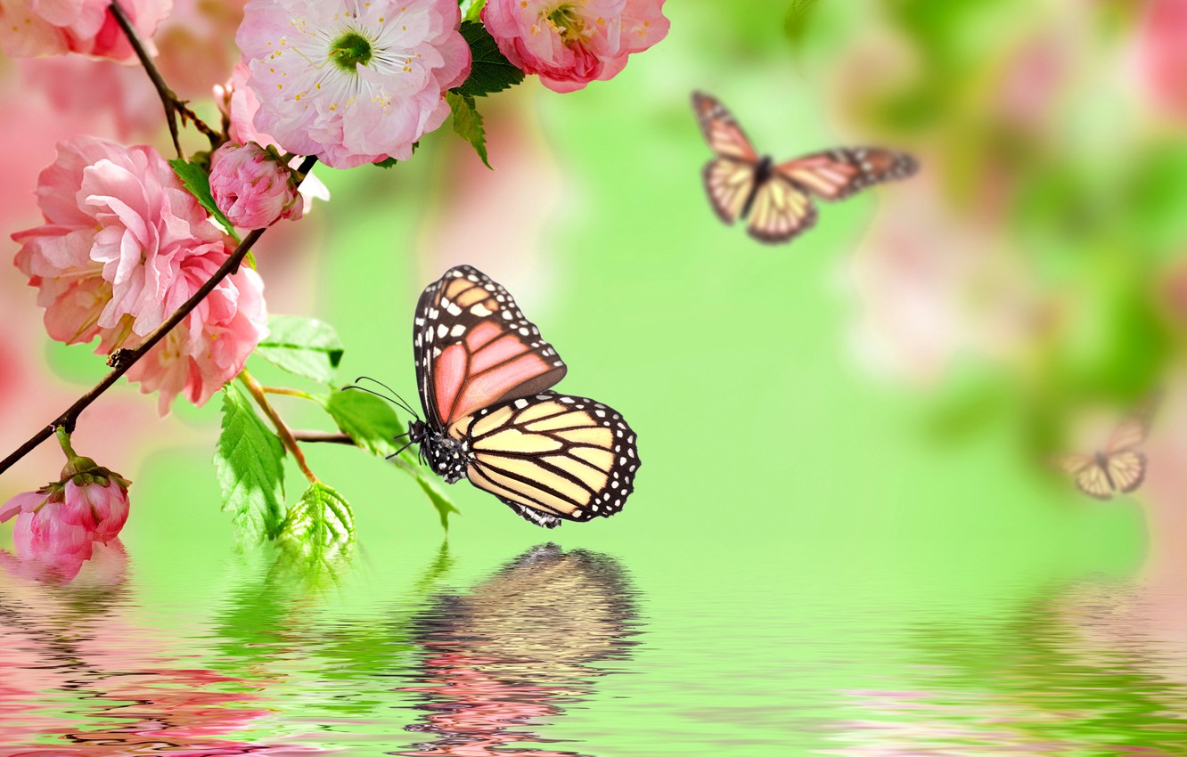 Pink Roses And Butterfly Wallpapers