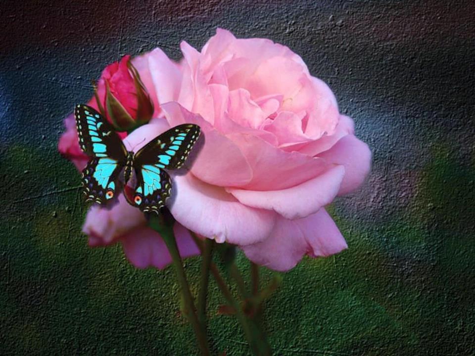 Pink Roses And Butterfly Wallpapers