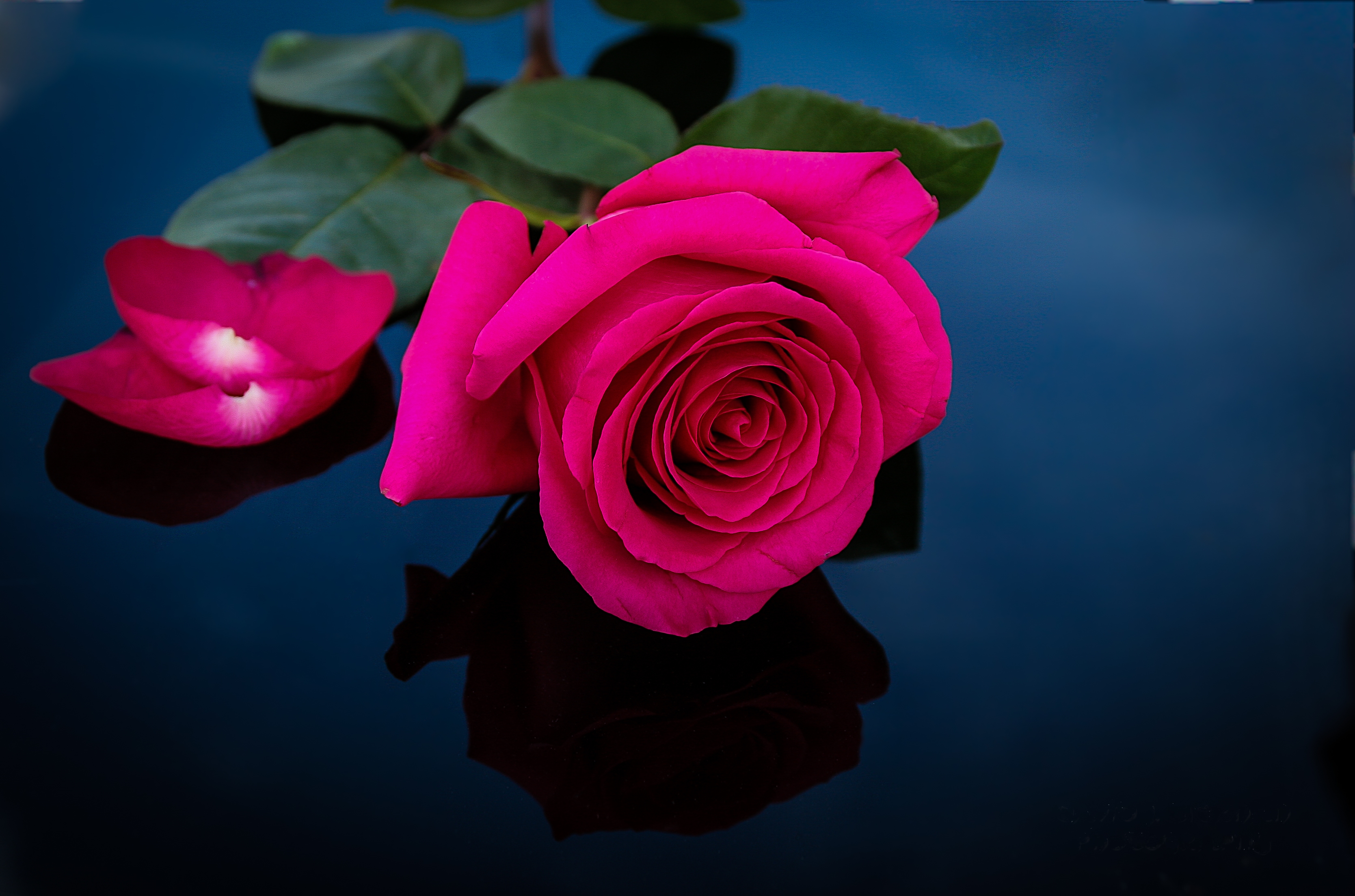 Pink Roses Hd Wallpapers