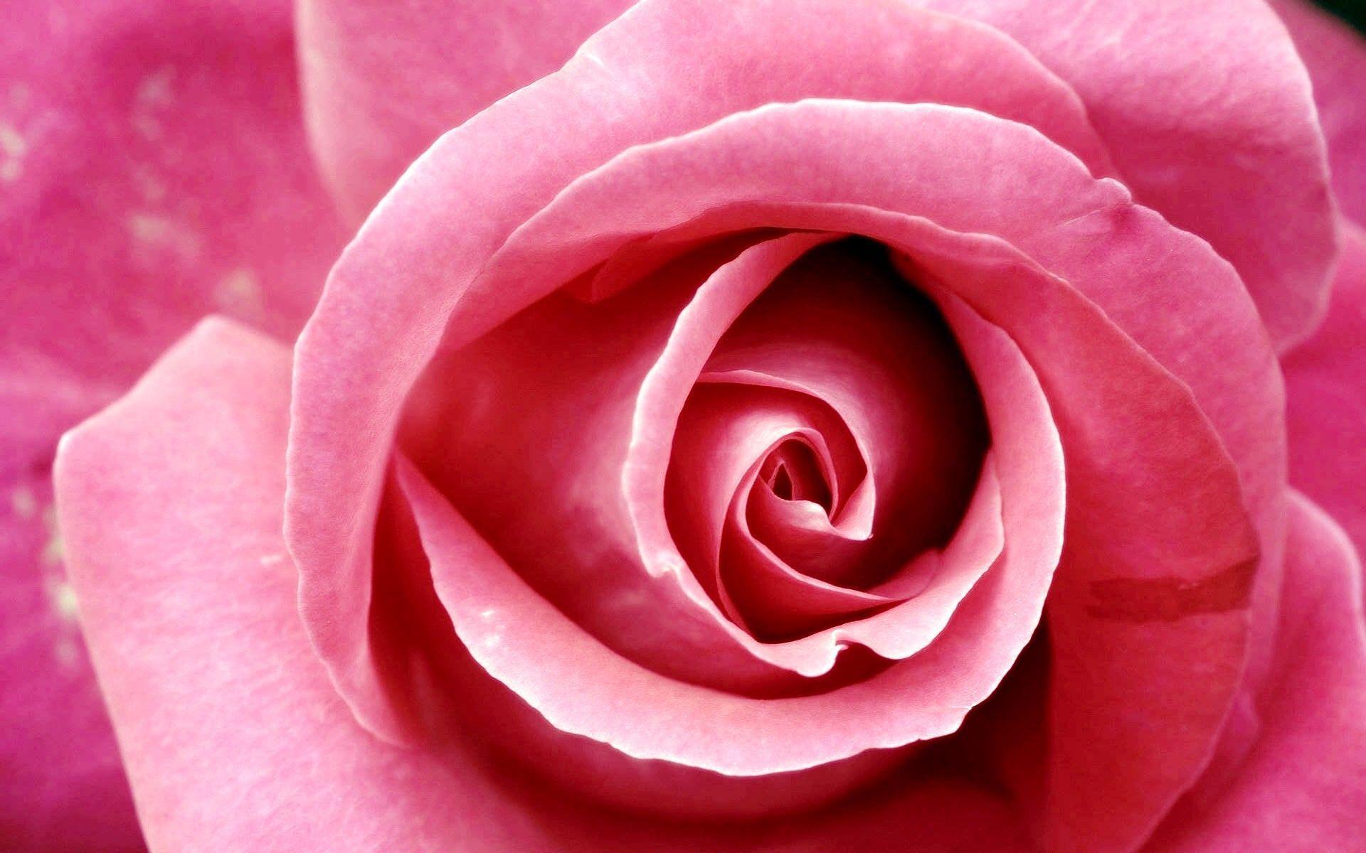 Pink Roses Hd Wallpapers