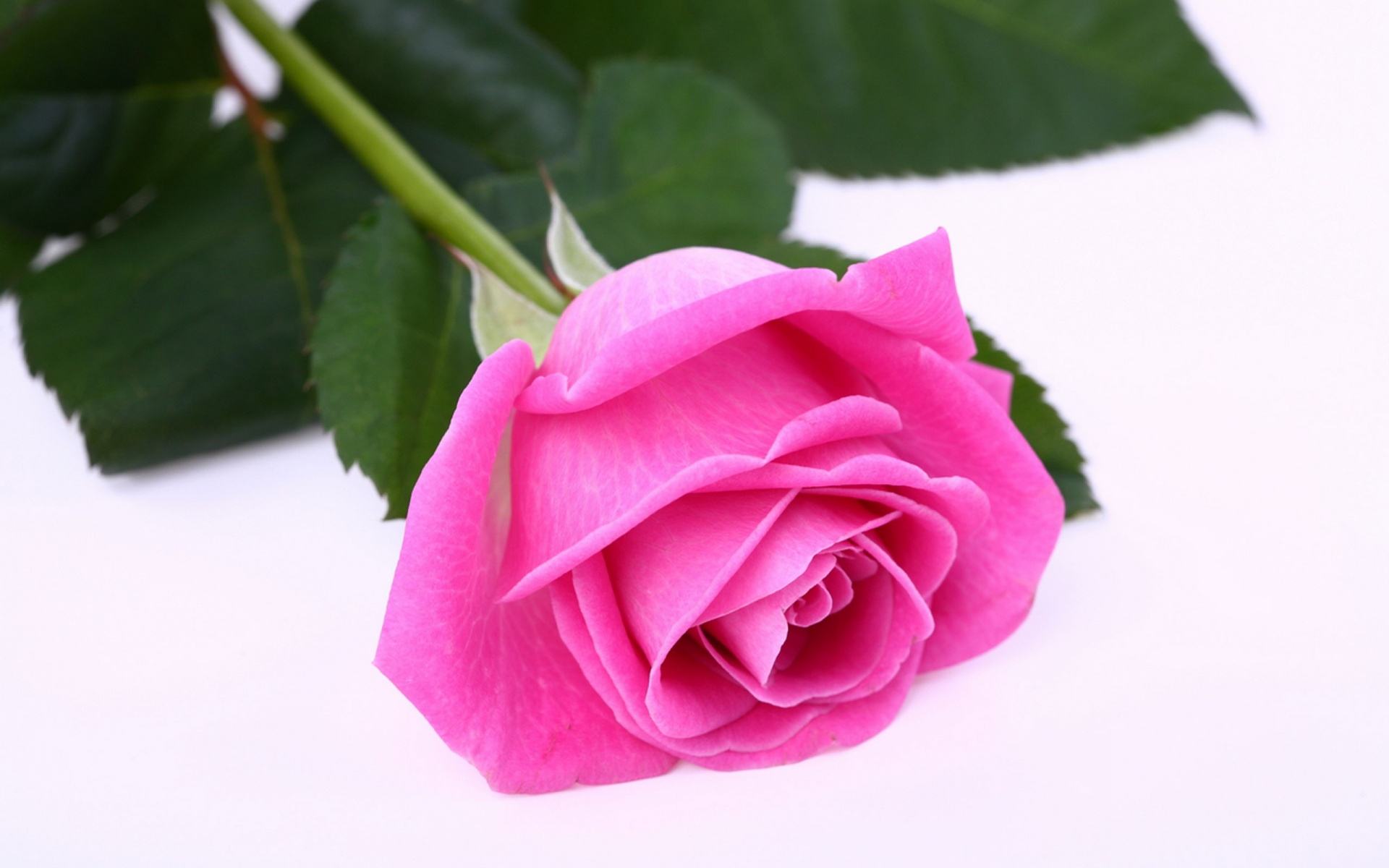 Pink Roses Hd Wallpapers