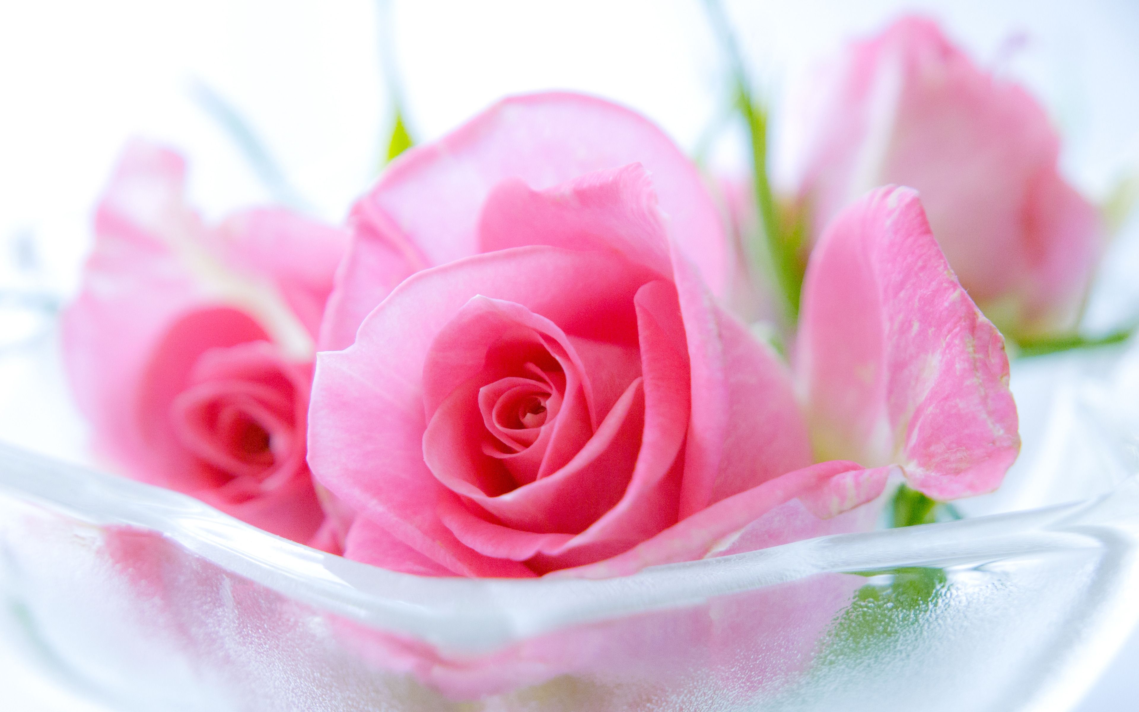 Pink Roses Hd Wallpapers