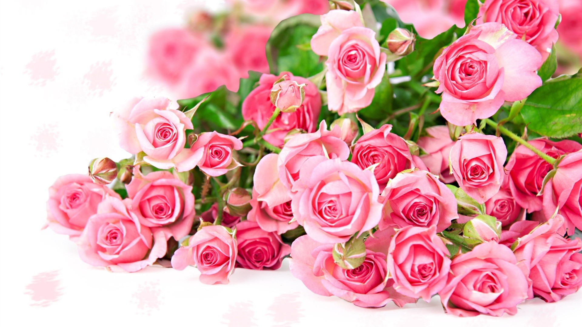 Pink Roses Hd Wallpapers