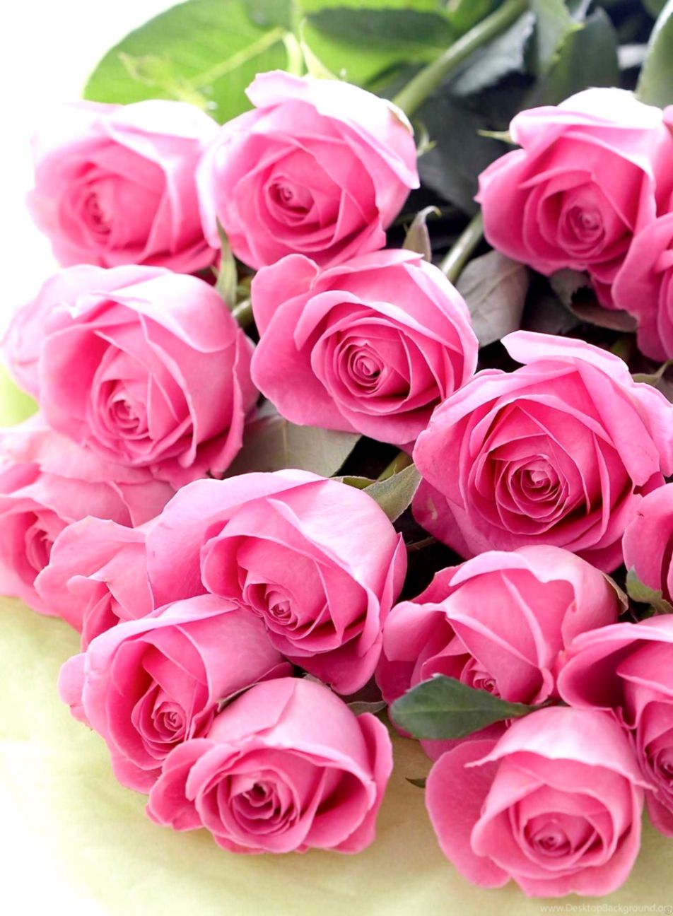 Pink Roses Hd Wallpapers