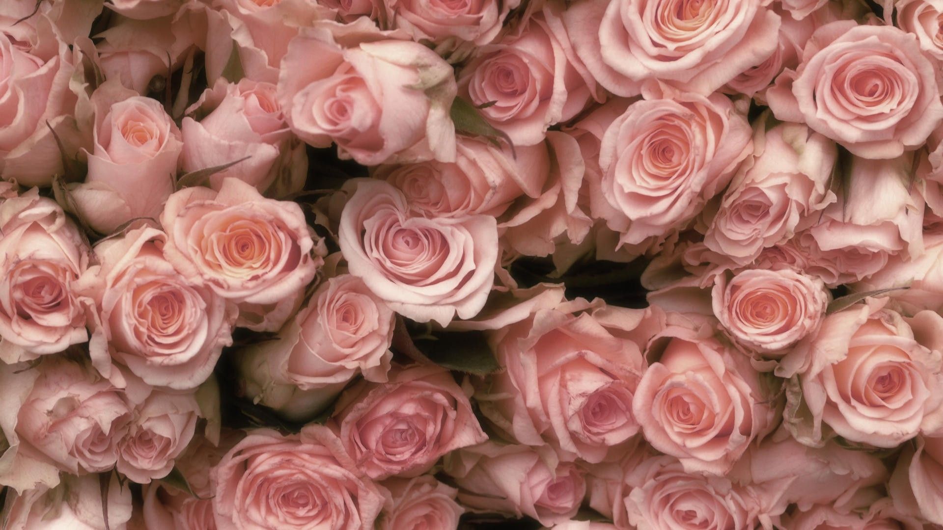 Pink Roses Vintage Wallpapers