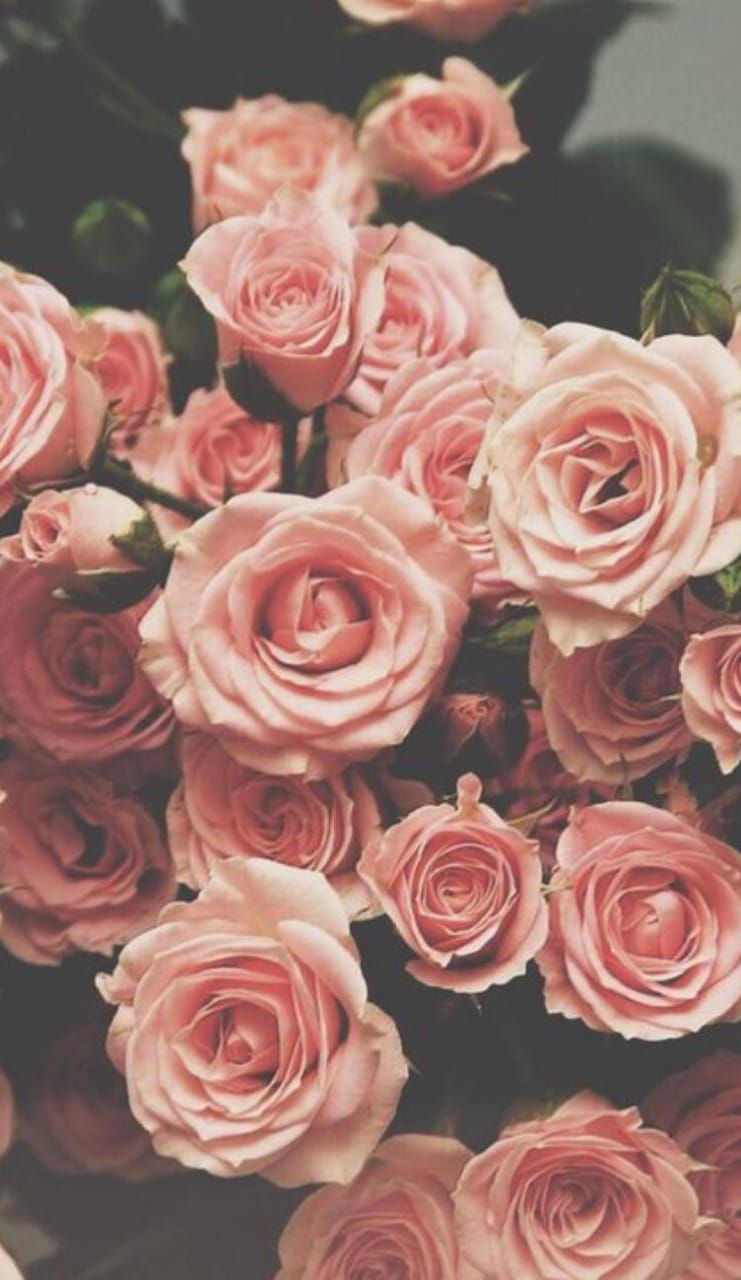 Pink Roses Vintage Wallpapers