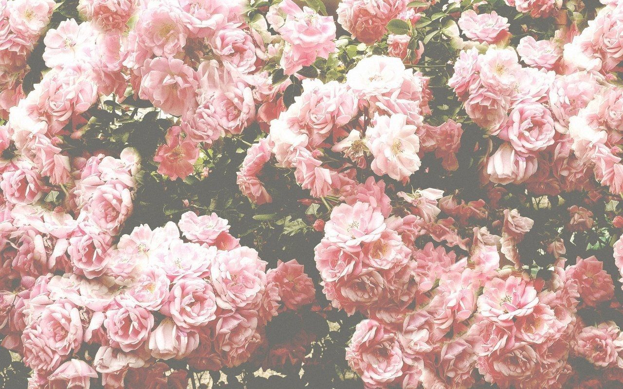 Pink Roses Vintage Wallpapers