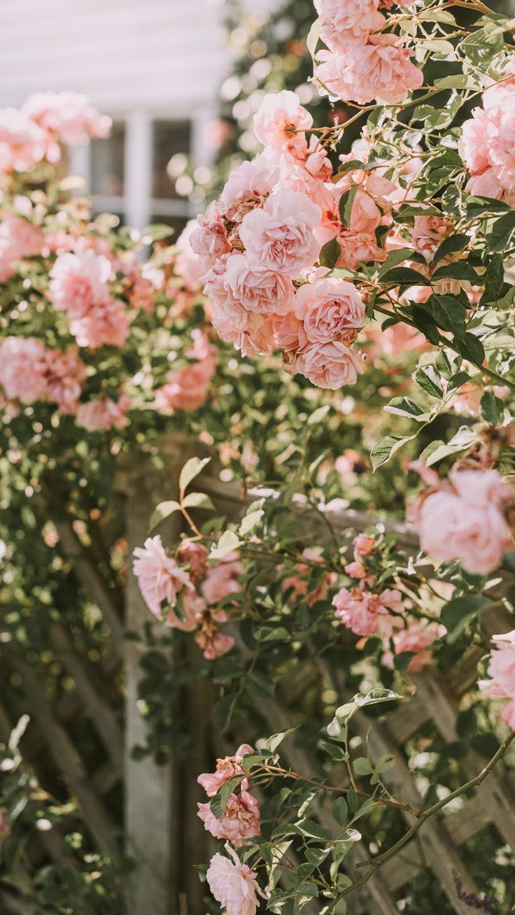 Pink Roses Vintage Wallpapers