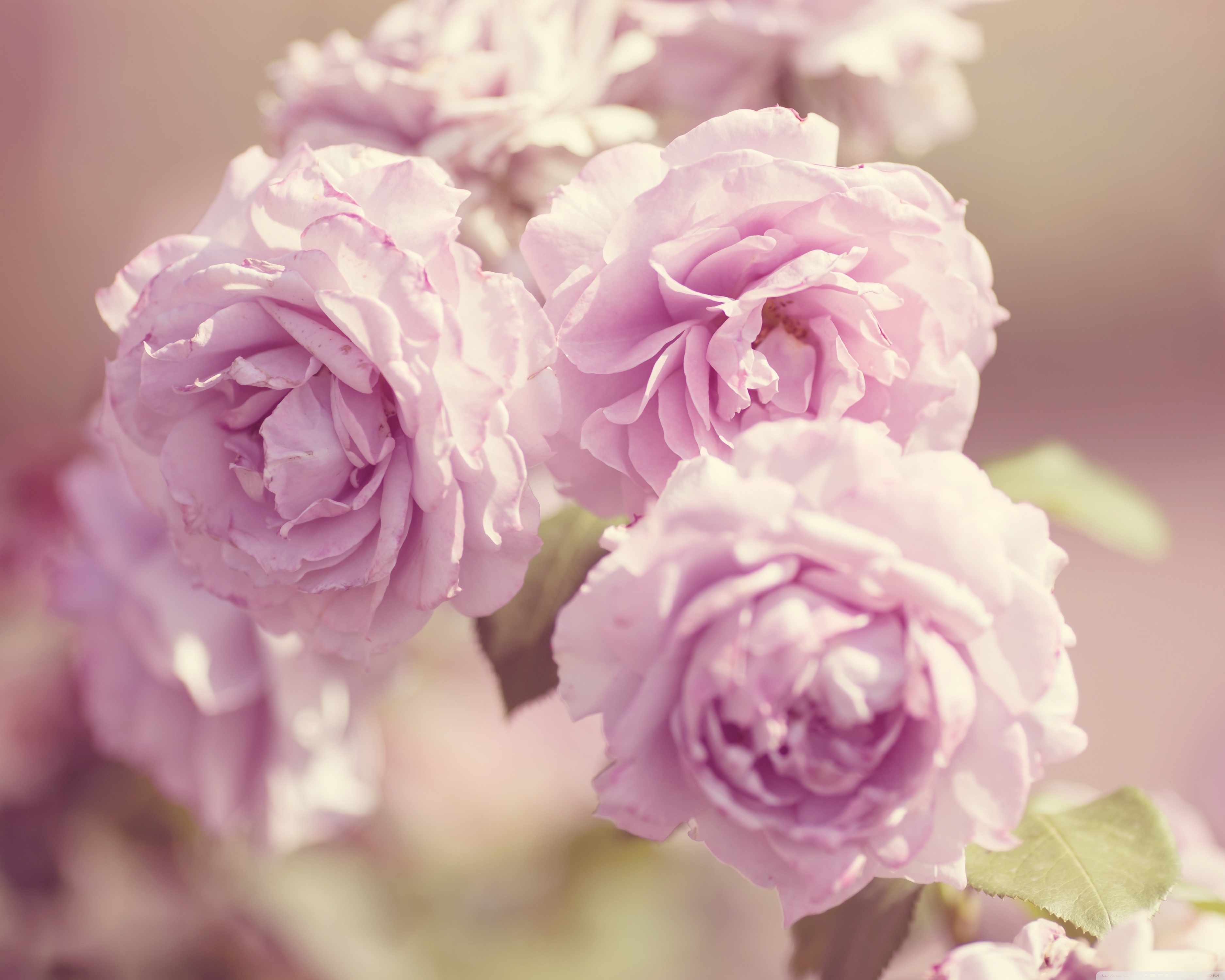 Pink Roses Vintage Wallpapers