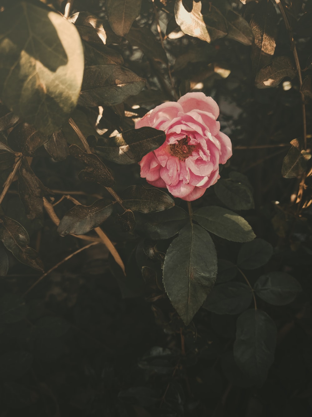 Pink Roses Vintage Wallpapers