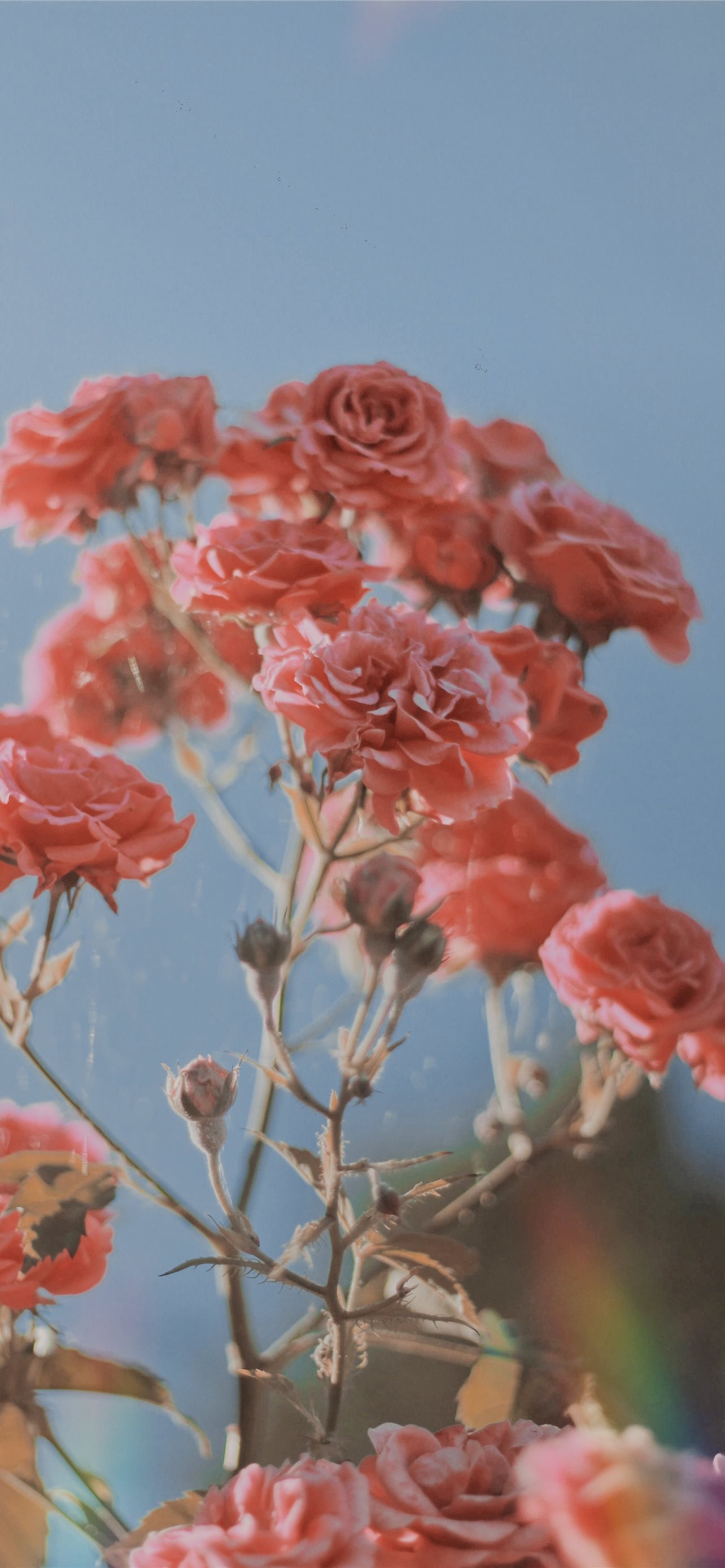 Pink Roses Vintage Wallpapers