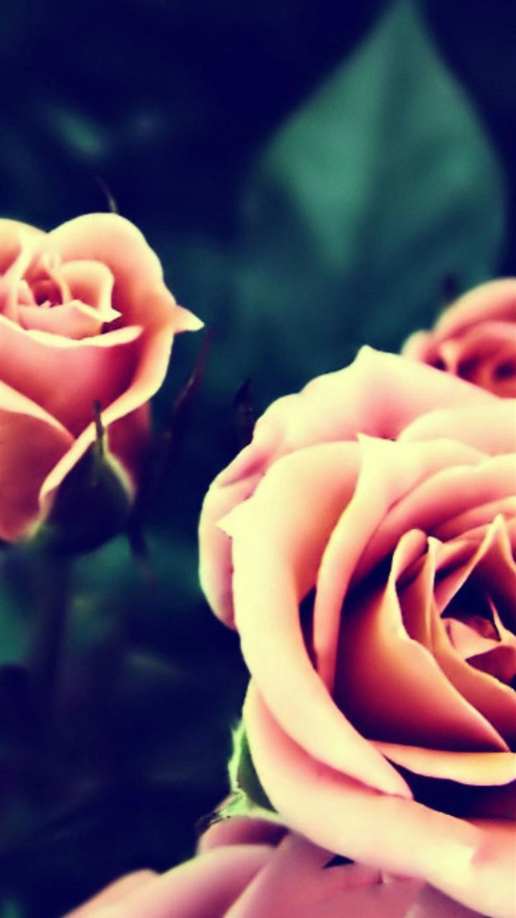 Pink Roses Vintage Wallpapers