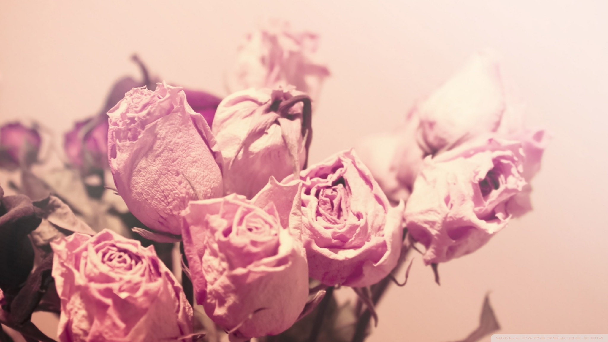 Pink Roses Vintage Wallpapers